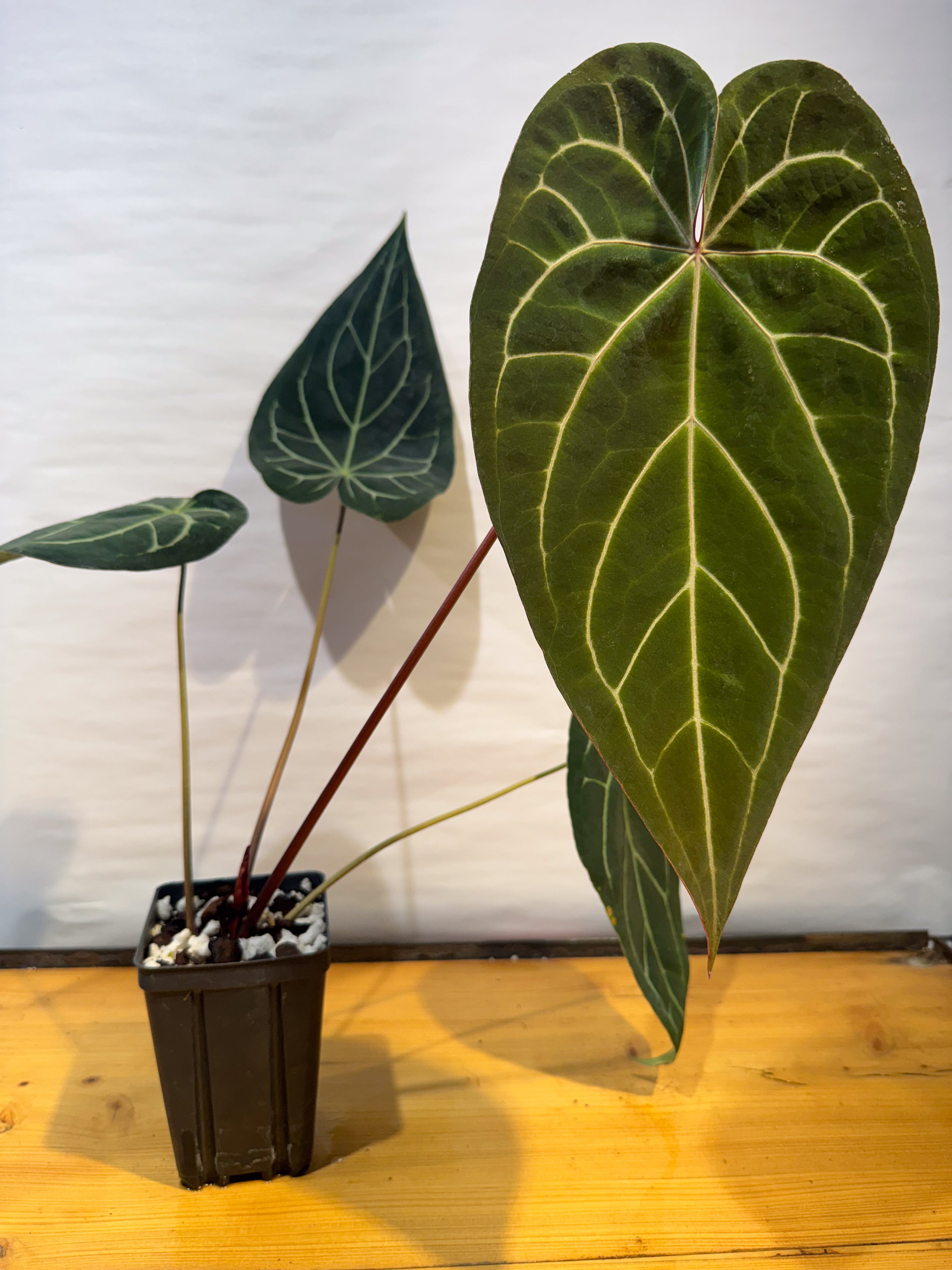 Anthurium 'Doc Block Red F2' x 'Tim Anderson Cry Black' (CS77)