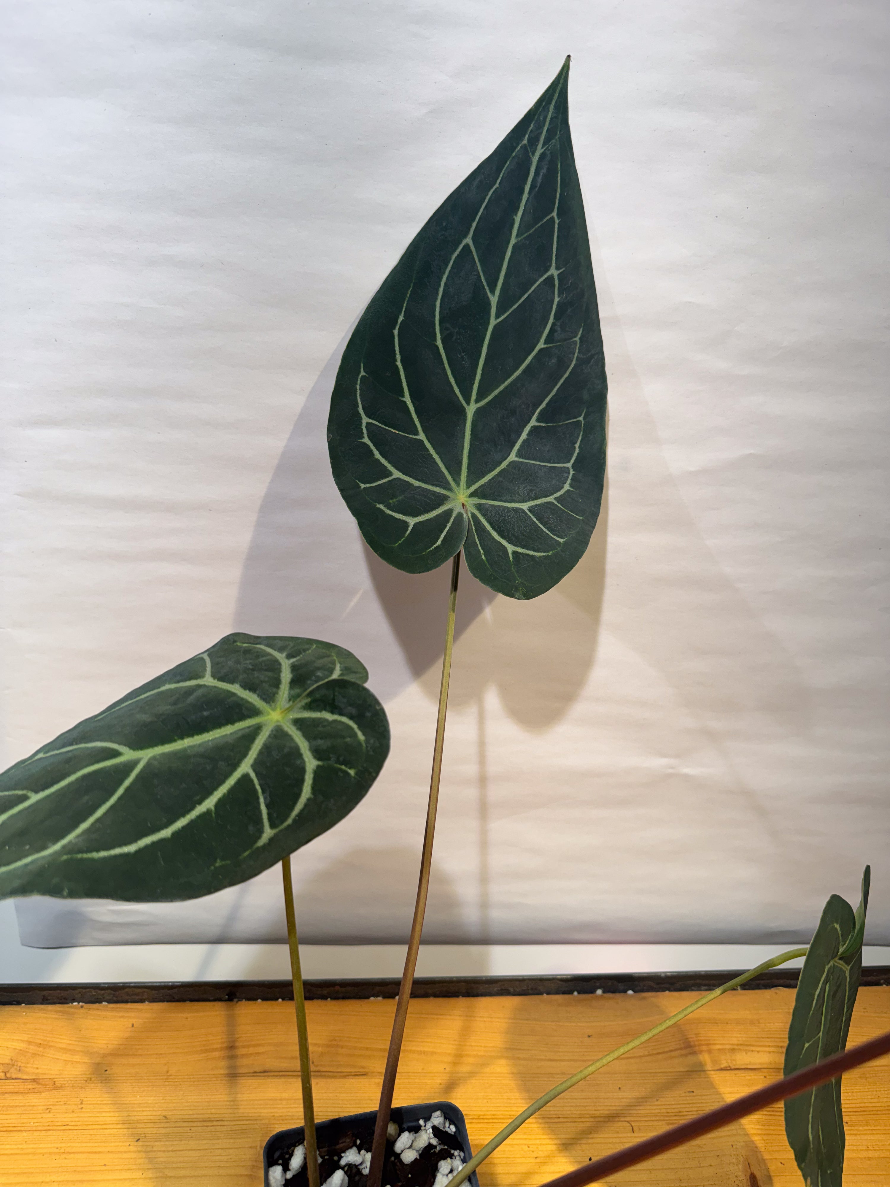 Anthurium 'Doc Block Red F2' x 'Tim Anderson Cry Black' (CS77)