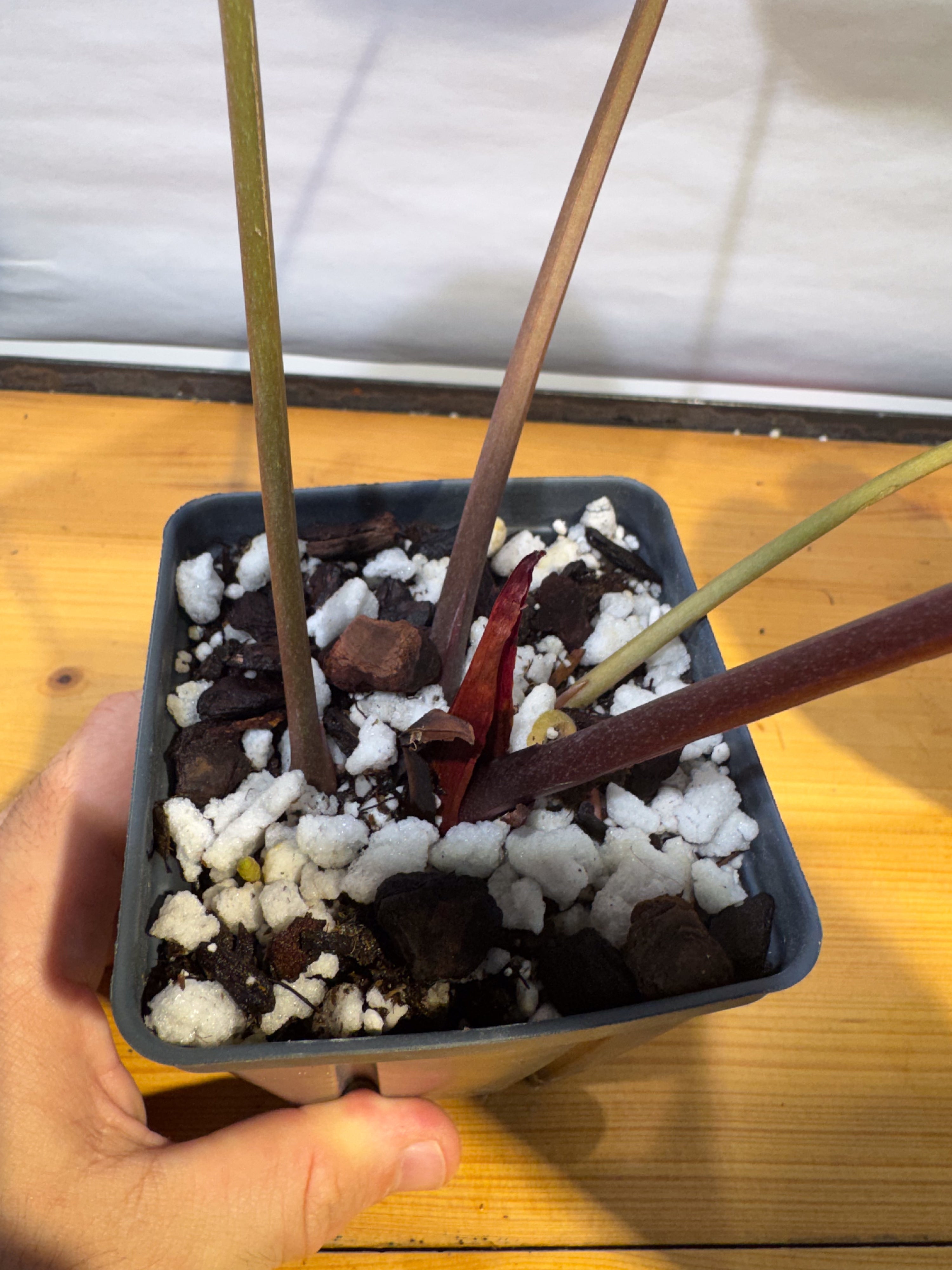 Anthurium 'Doc Block Red F2' x 'Tim Anderson Cry Black' (CS77)