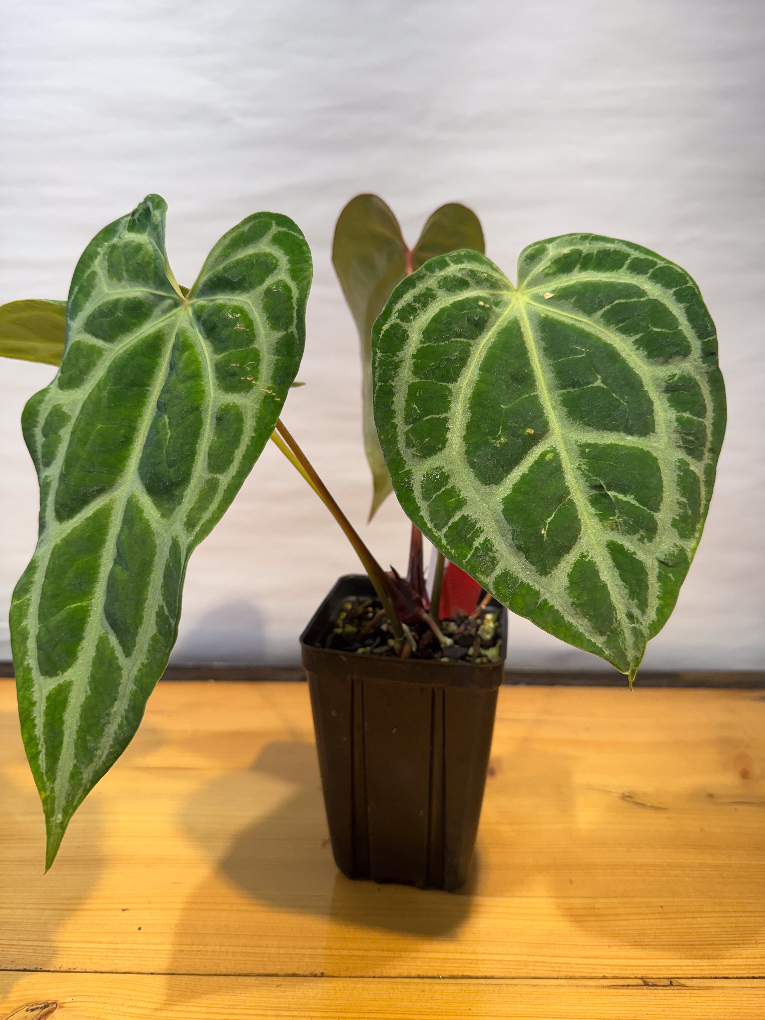 Anthurium 'Selby Silver' (CS78)
