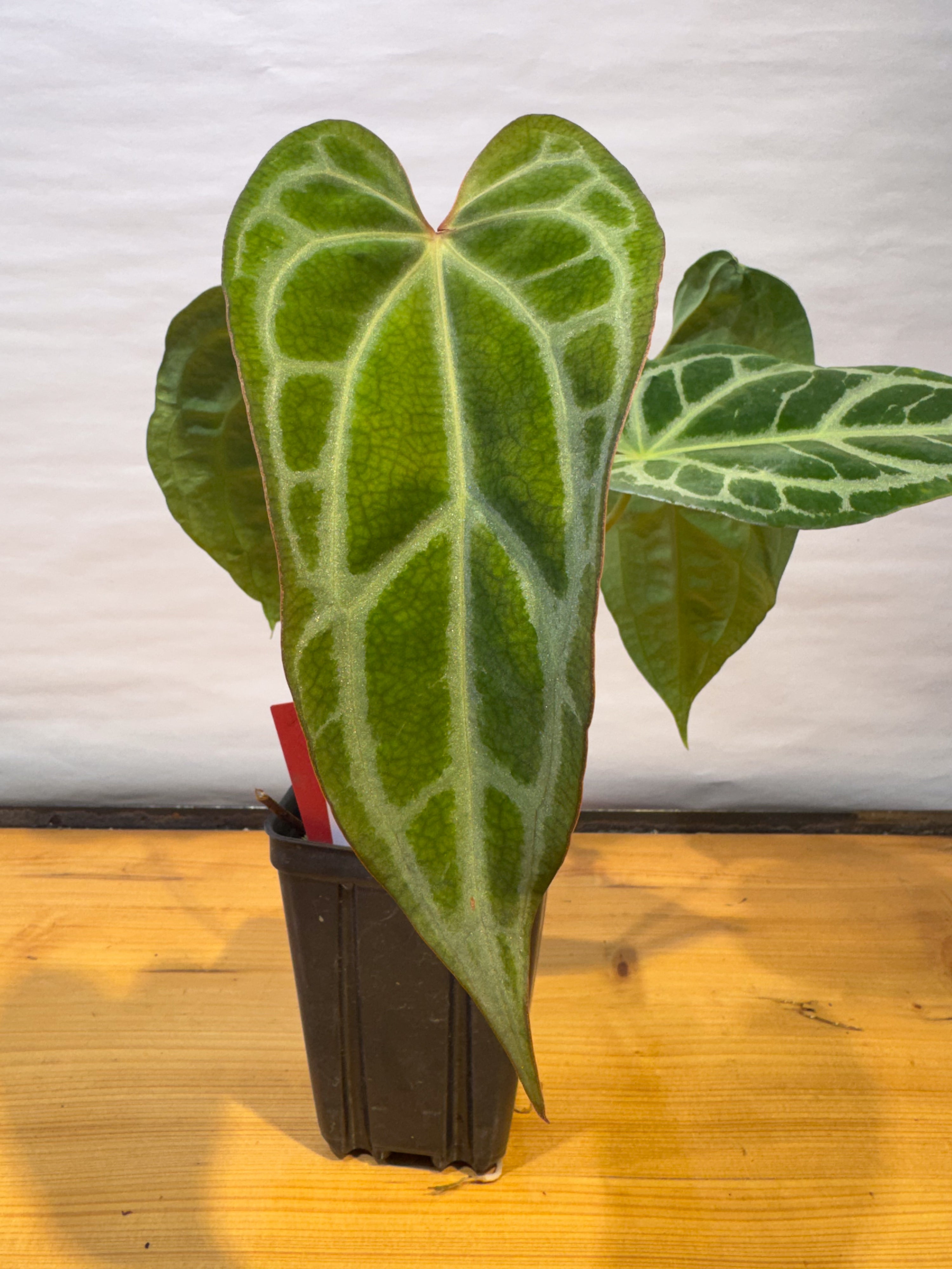 Anthurium 'Selby Silver' (CS78)