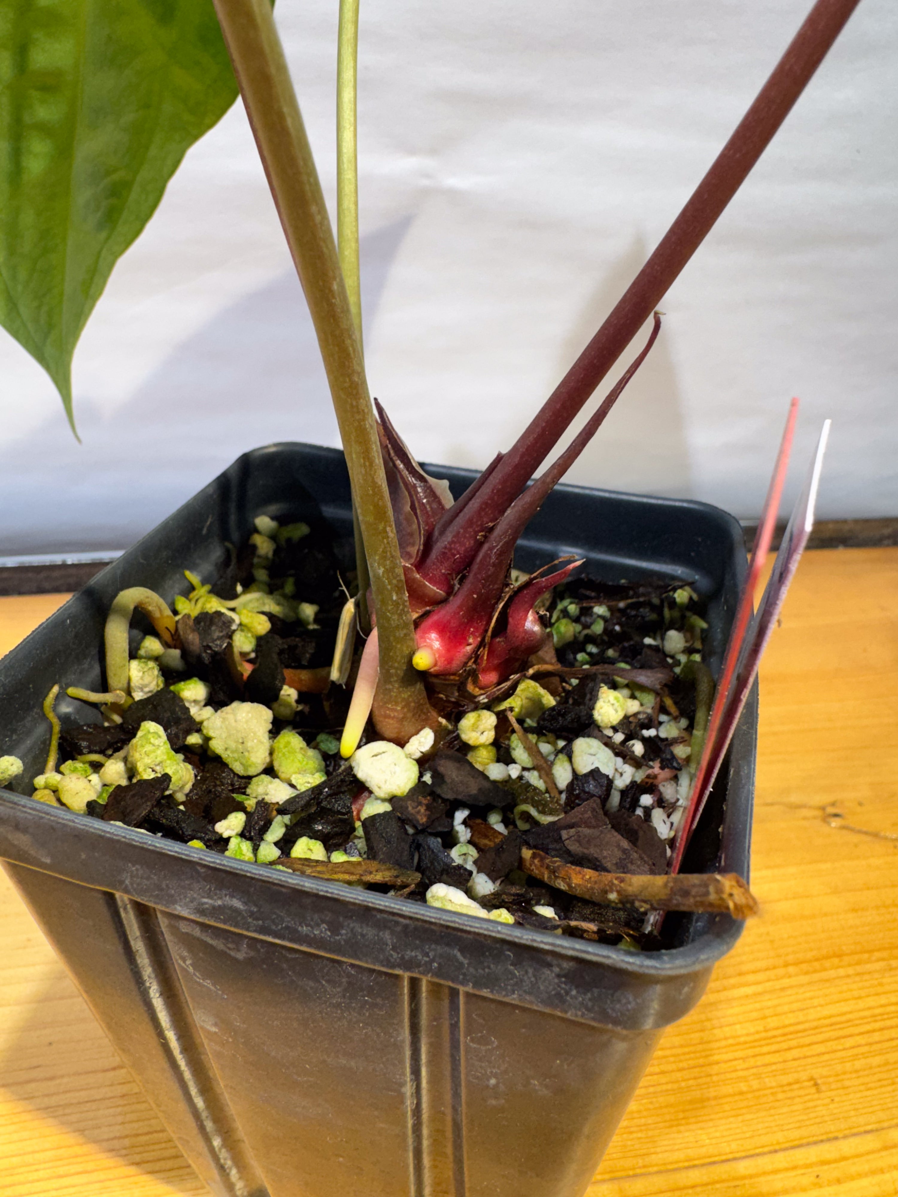 Anthurium 'Selby Silver' (CS78)