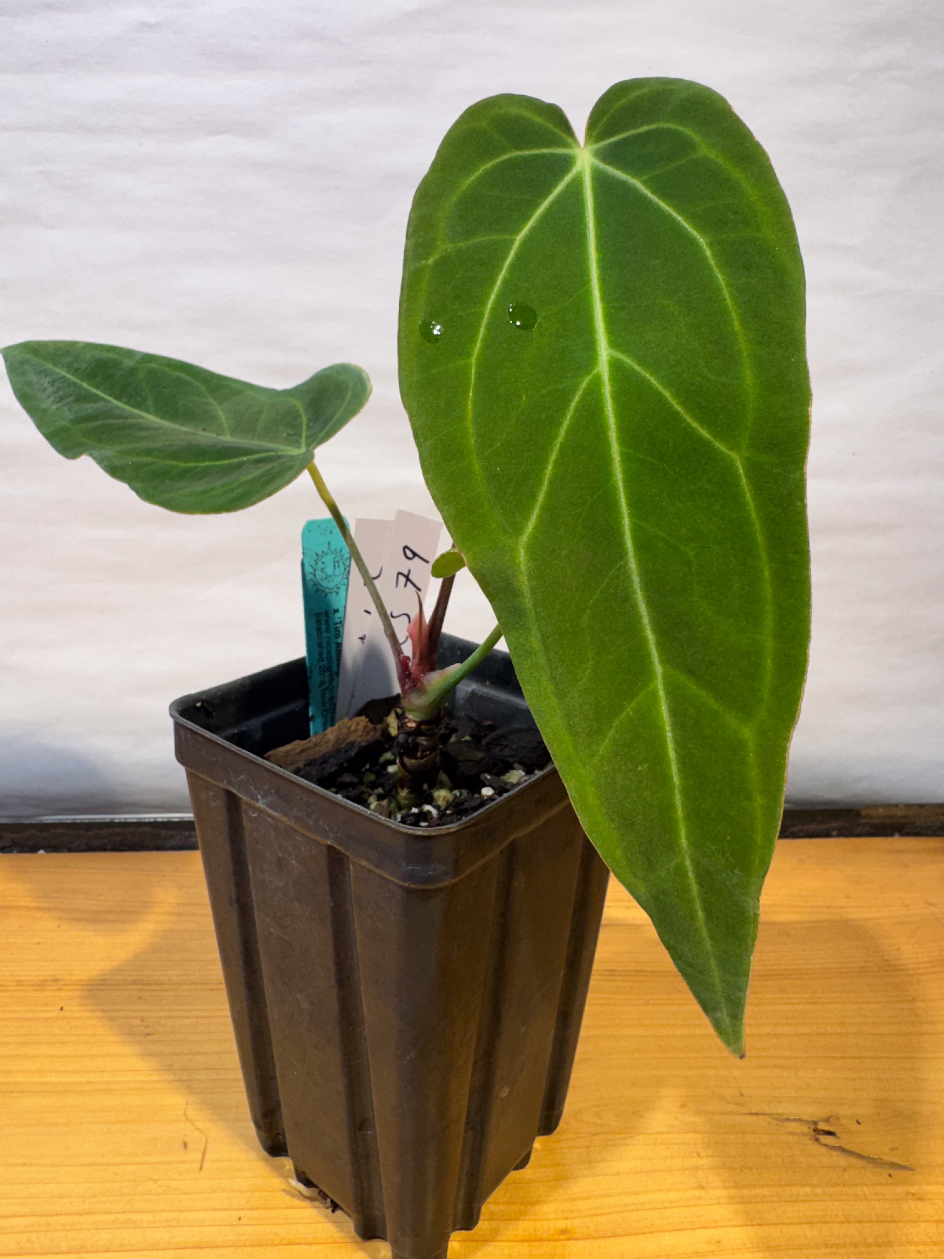 Anthurium 'Mike's Mag Pap Dark' x 'Tim Anderson Stripey Mag Pap' (CS79)