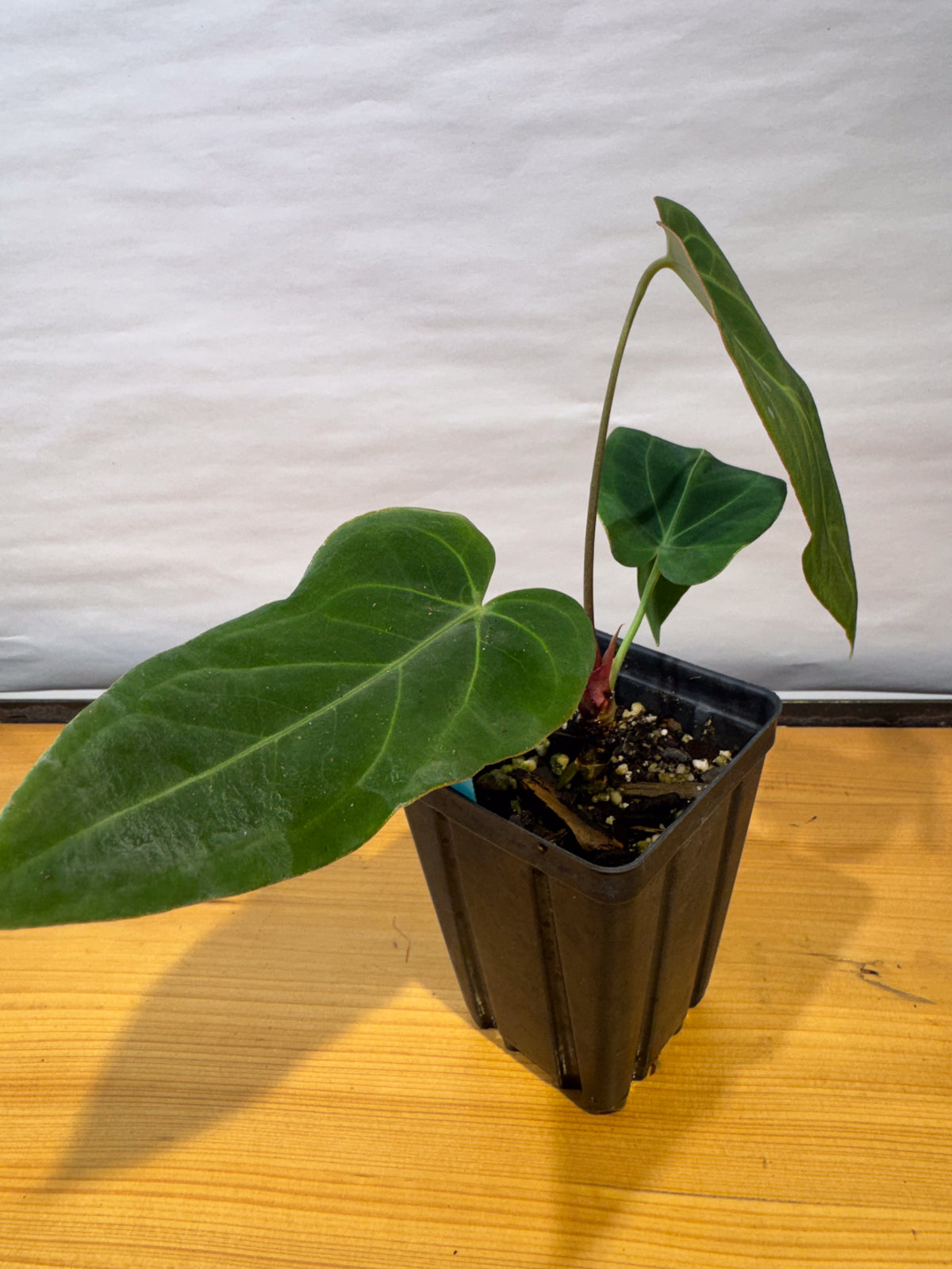 Anthurium 'Mike's Mag Pap Dark' x 'Tim Anderson Stripey Mag Pap' (CS79)