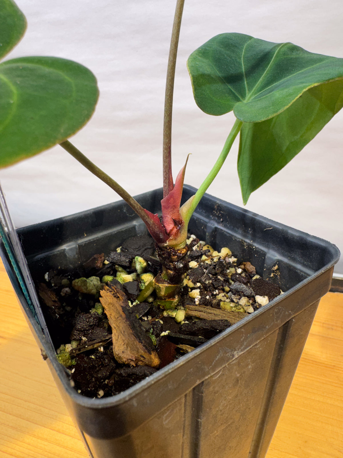 Anthurium 'Mike's Mag Pap Dark' x 'Tim Anderson Stripey Mag Pap' (CS79)