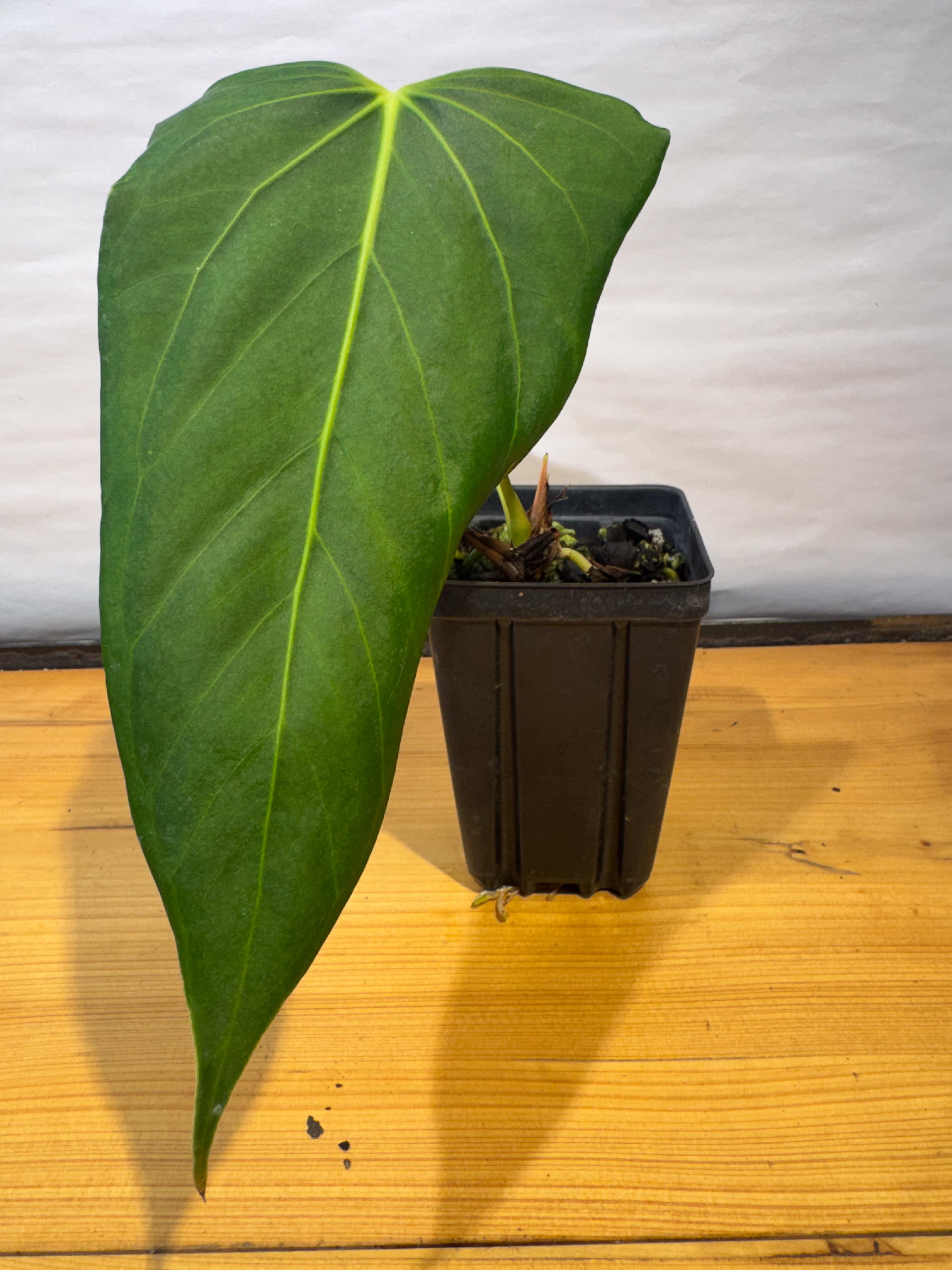 Anthurium 'Delta Mike' x portillae 'NSE Dewey Fisk Clone' (CS80)