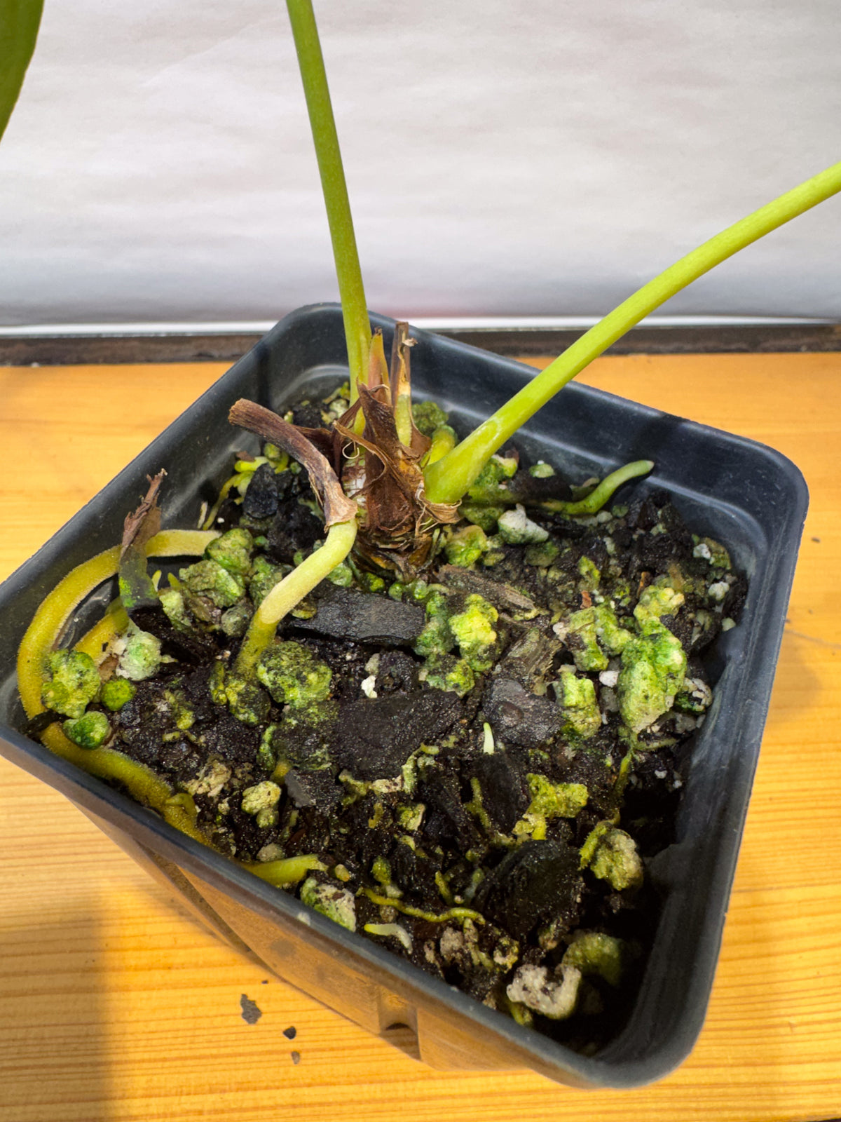 Anthurium 'Delta Mike' x portillae 'NSE Dewey Fisk Clone' (CS80)