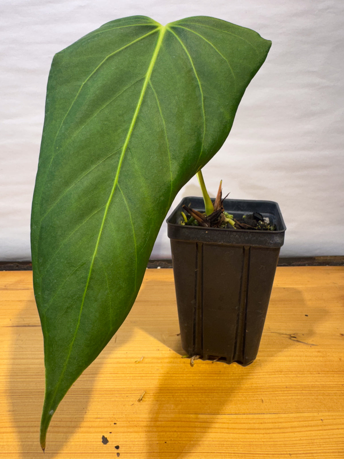 Anthurium 'Delta Mike' x portillae 'NSE Dewey Fisk Clone' (CS80)