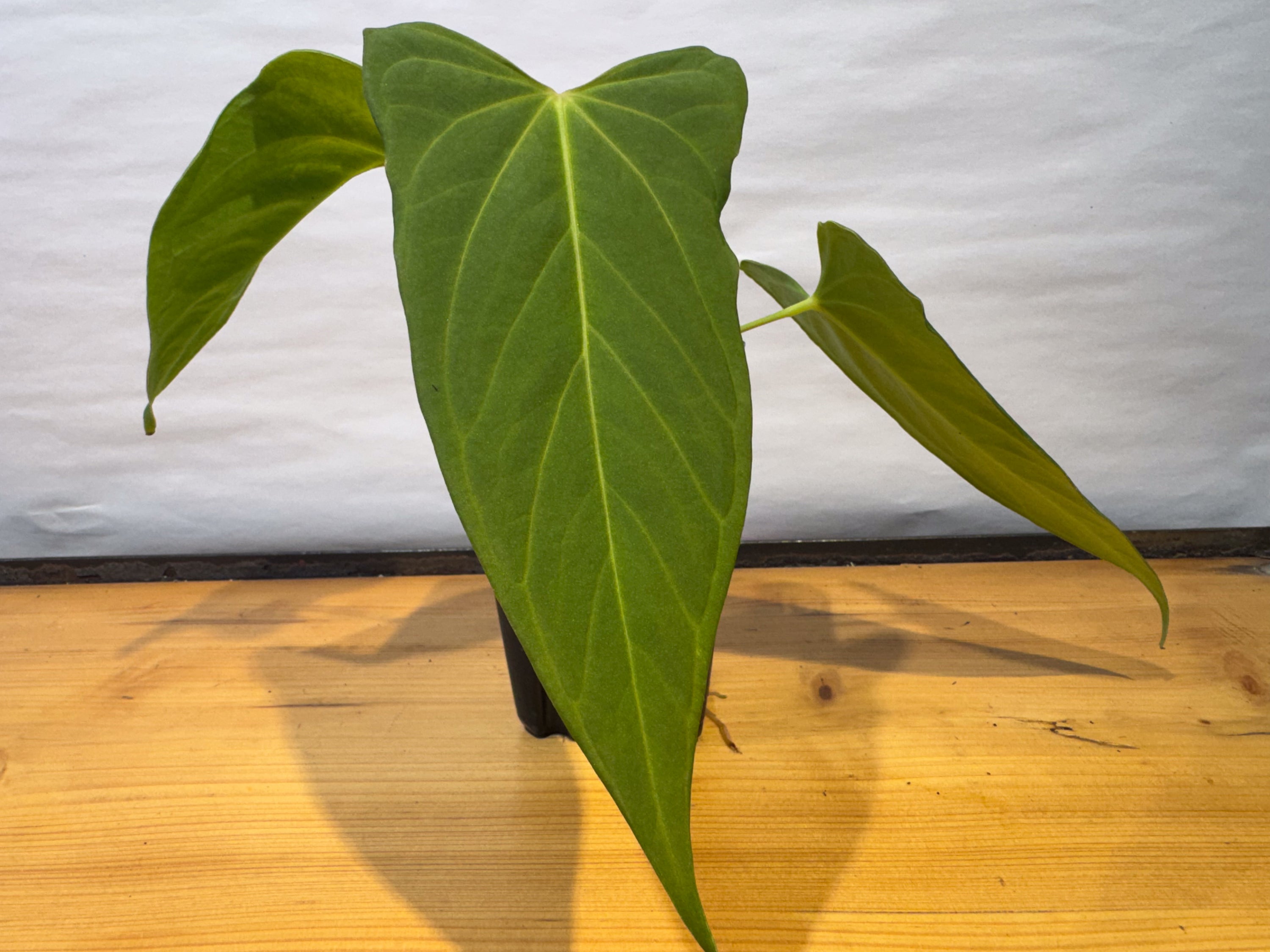 Anthurium 'Delta Mike' x portillae 'NSE Dewey Fisk Clone' (CS81)