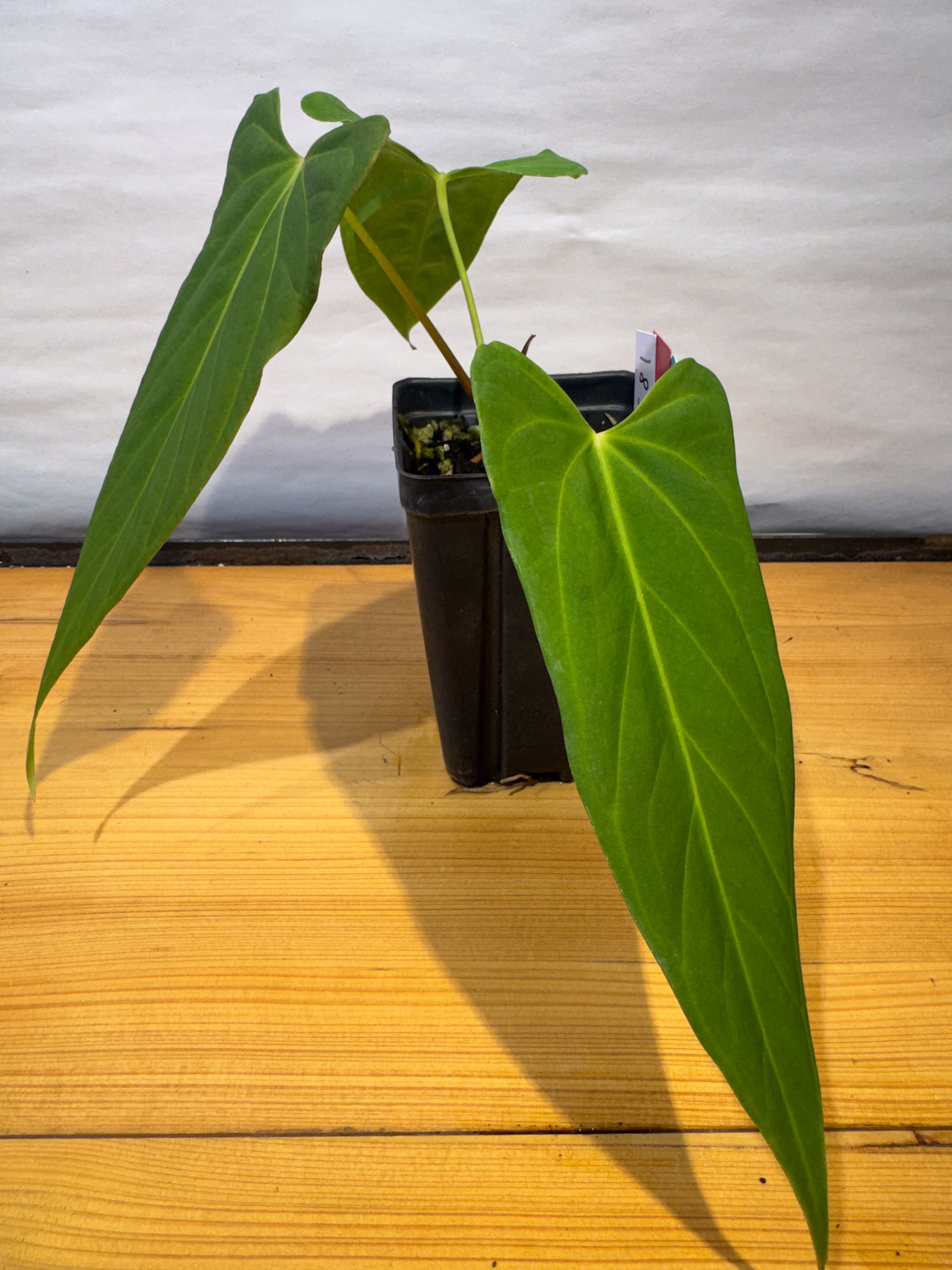 Anthurium 'Delta Mike' x portillae 'NSE Dewey Fisk Clone' (CS81)