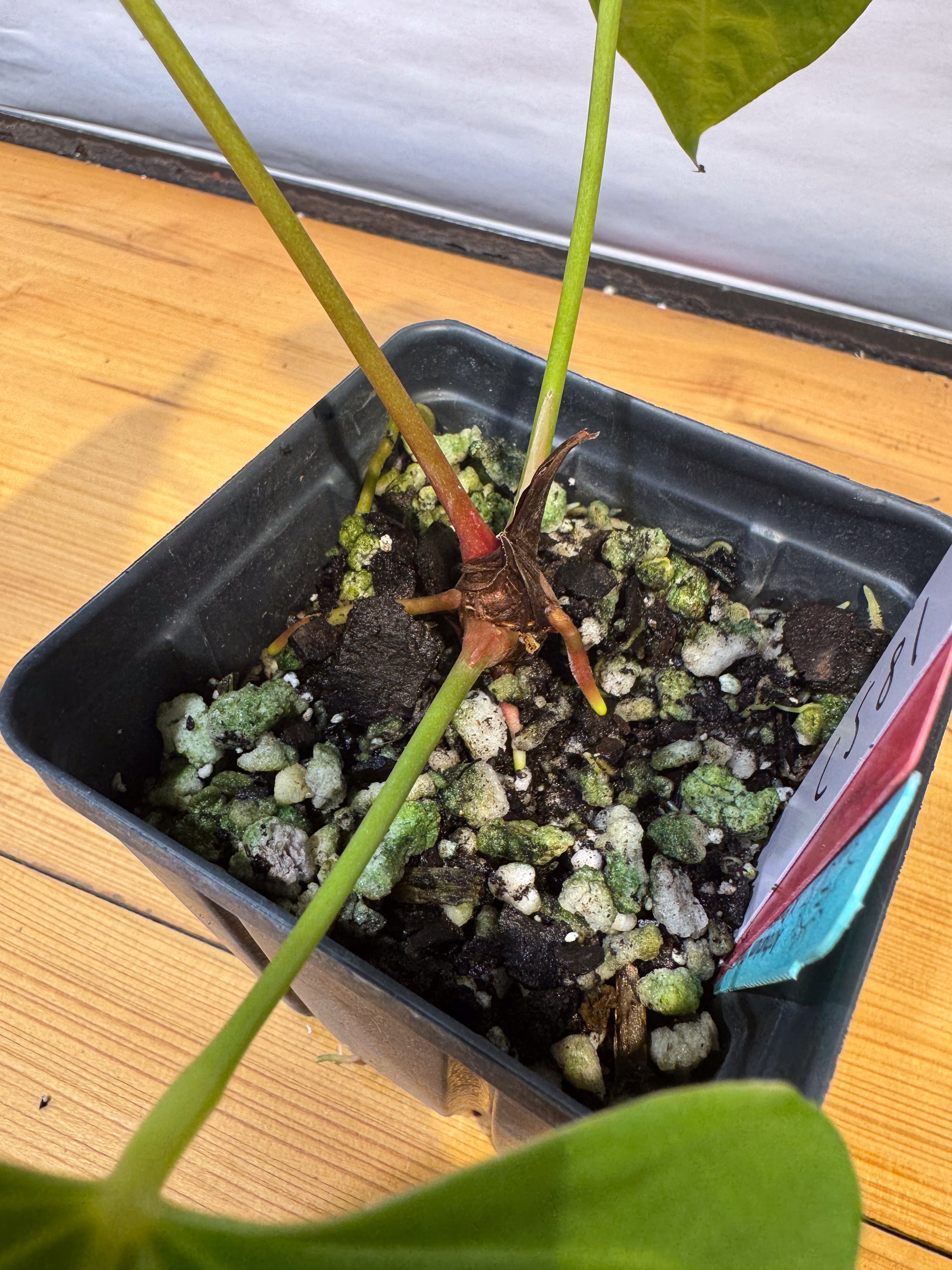 Anthurium 'Delta Mike' x portillae 'NSE Dewey Fisk Clone' (CS81)