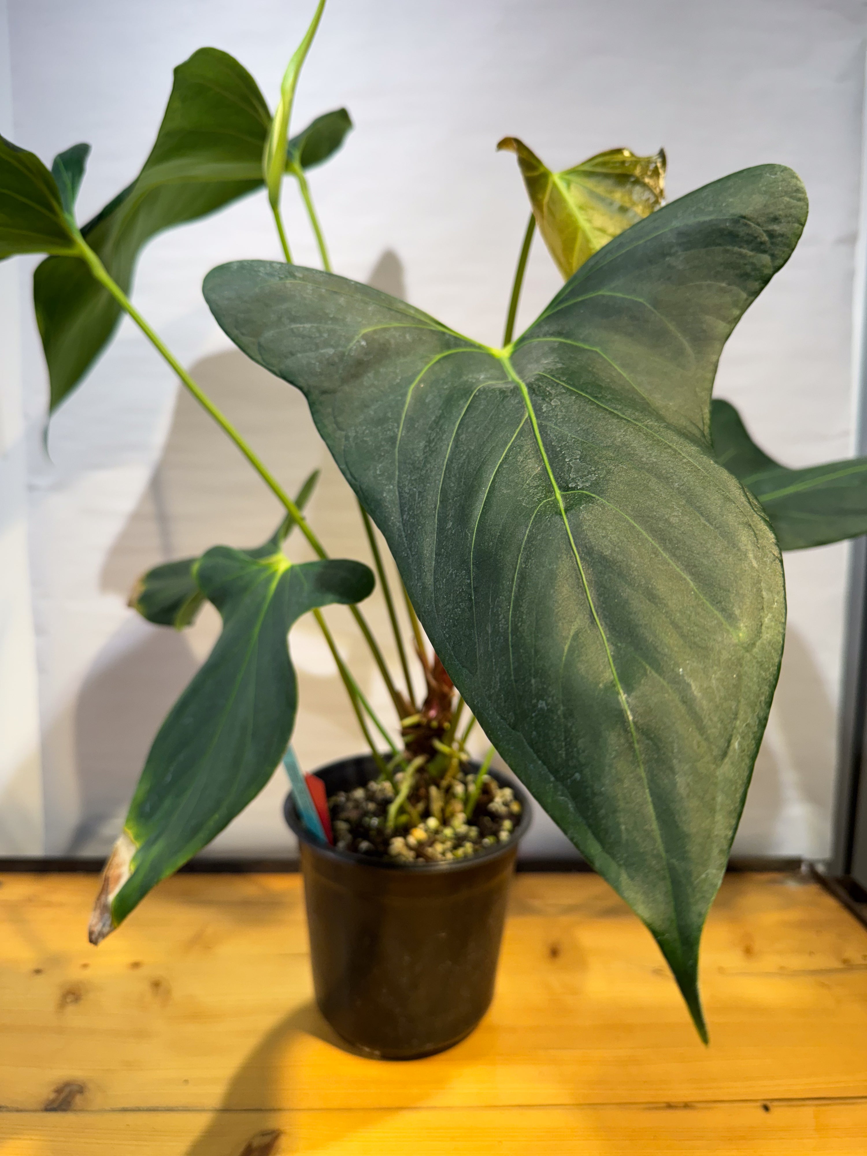 Anthurium 'Delta Mike' x portillae 'NSE Dewey Fisk Clone' (CS81)