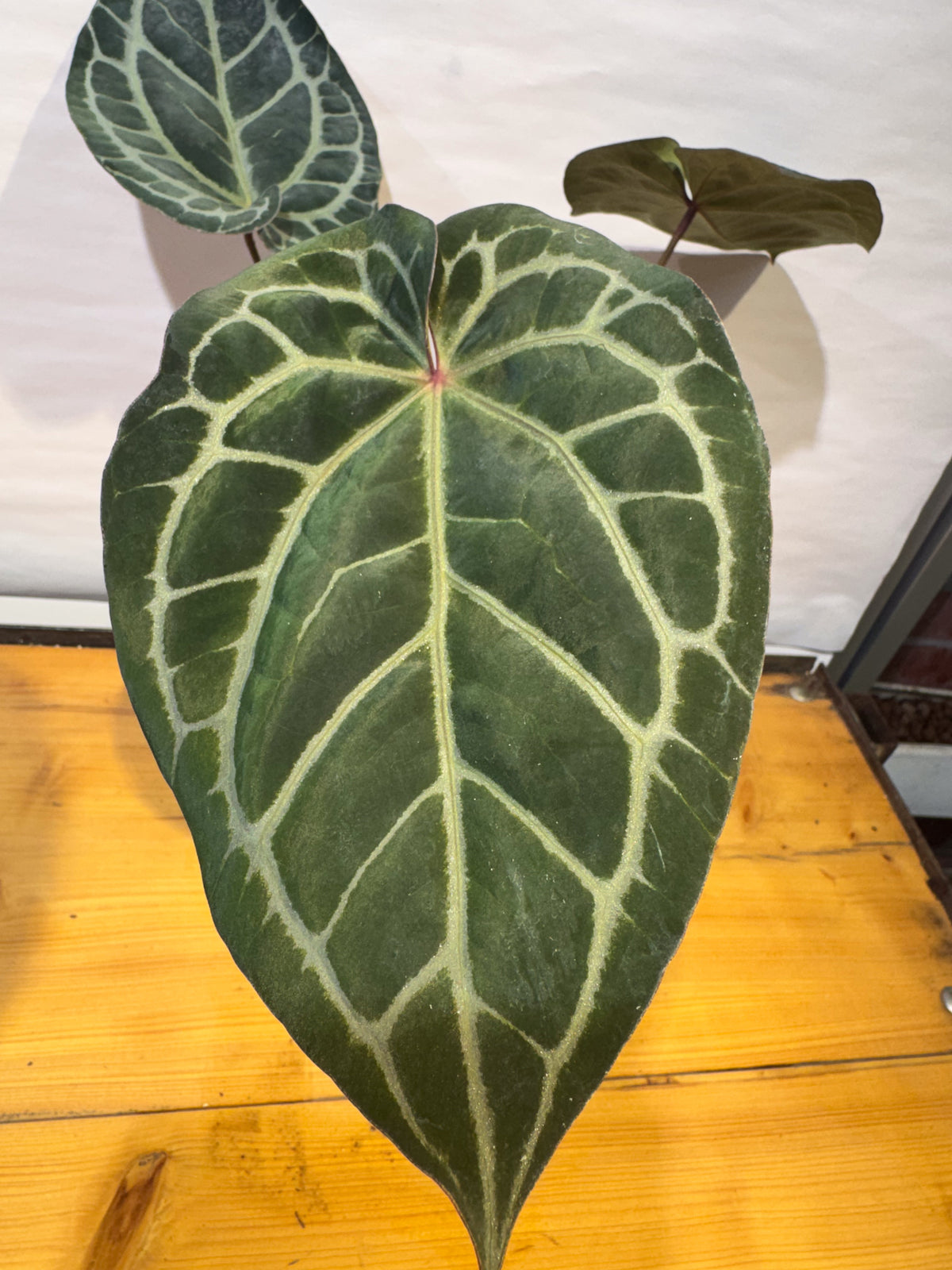 Anthurium 'Doc Block Red F2' x 'Tim Anderson Cry Black' (CS82)