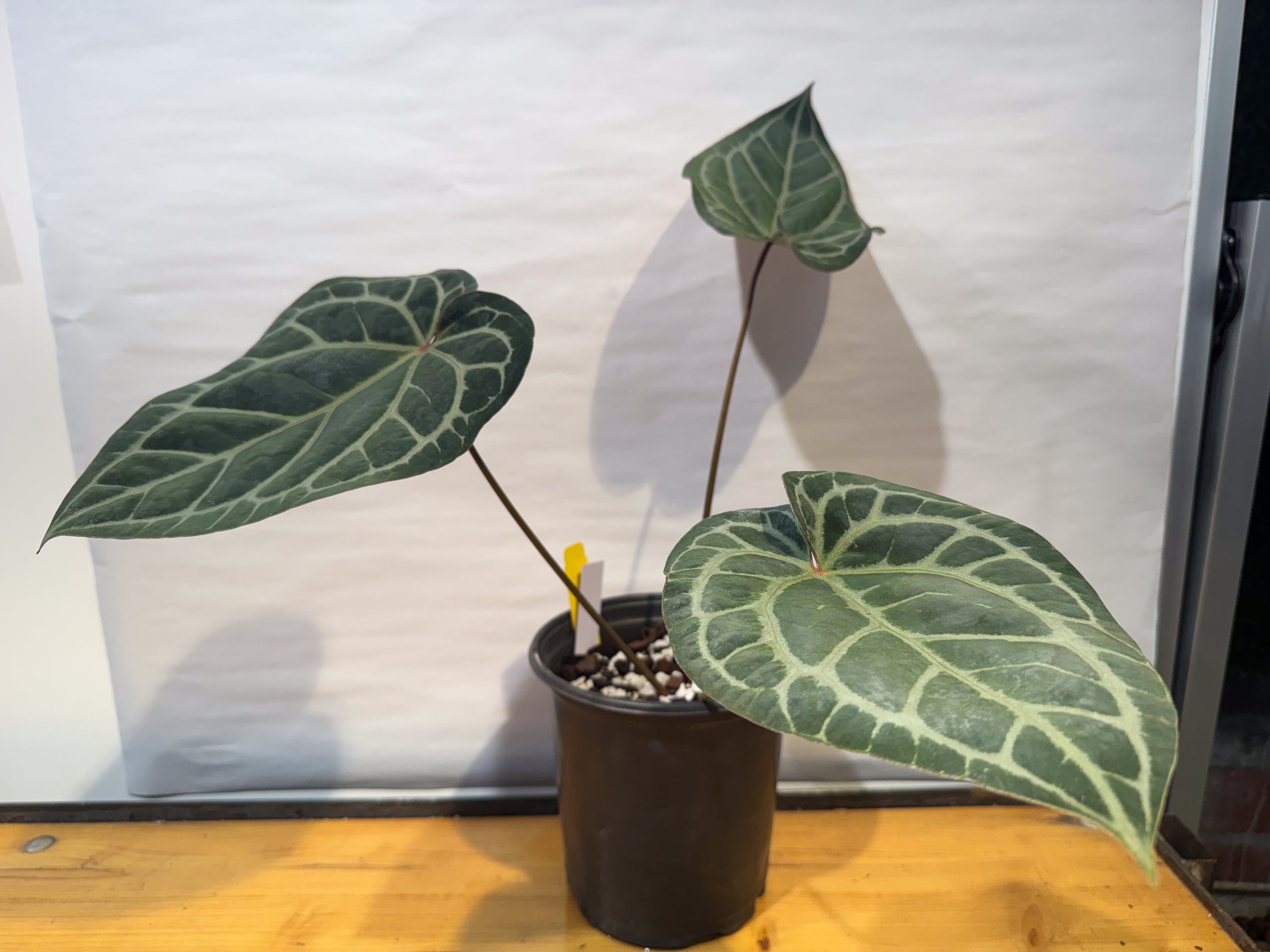 Anthurium 'Doc Block Red F2' x 'Tim Anderson Cry Black' (CS82)