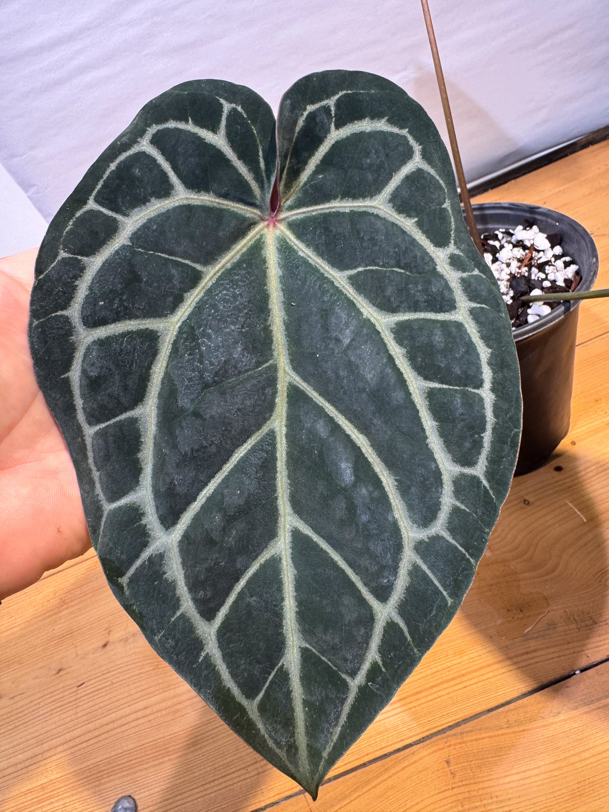Anthurium 'Doc Block Red F2' x 'Tim Anderson Cry Black' (CS82)