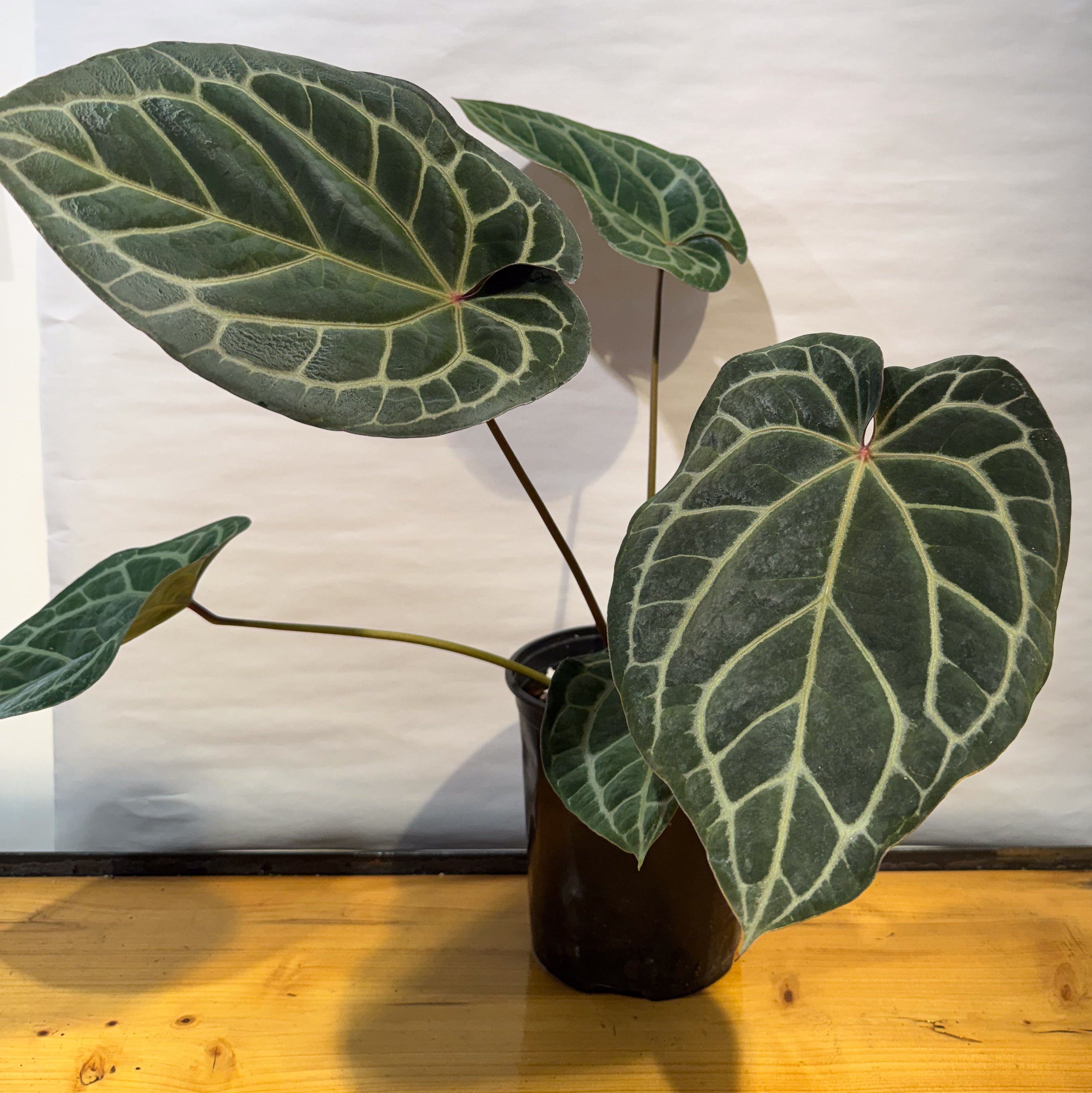 A potted houseplant with large heart-shaped dark green leaves featuring prominent light cream veins, set in a dark pot on a wooden surface against a white backdrop.