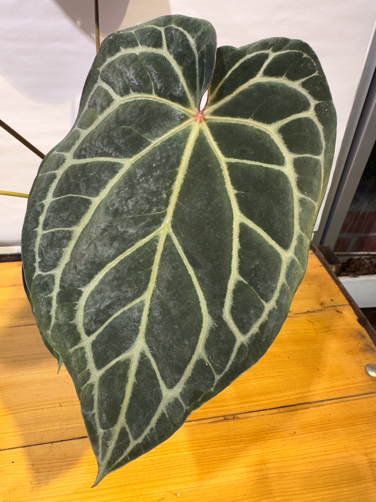 Anthurium 'Doc Block Red F2' x 'Tim Anderson Cry Black' (CS83)