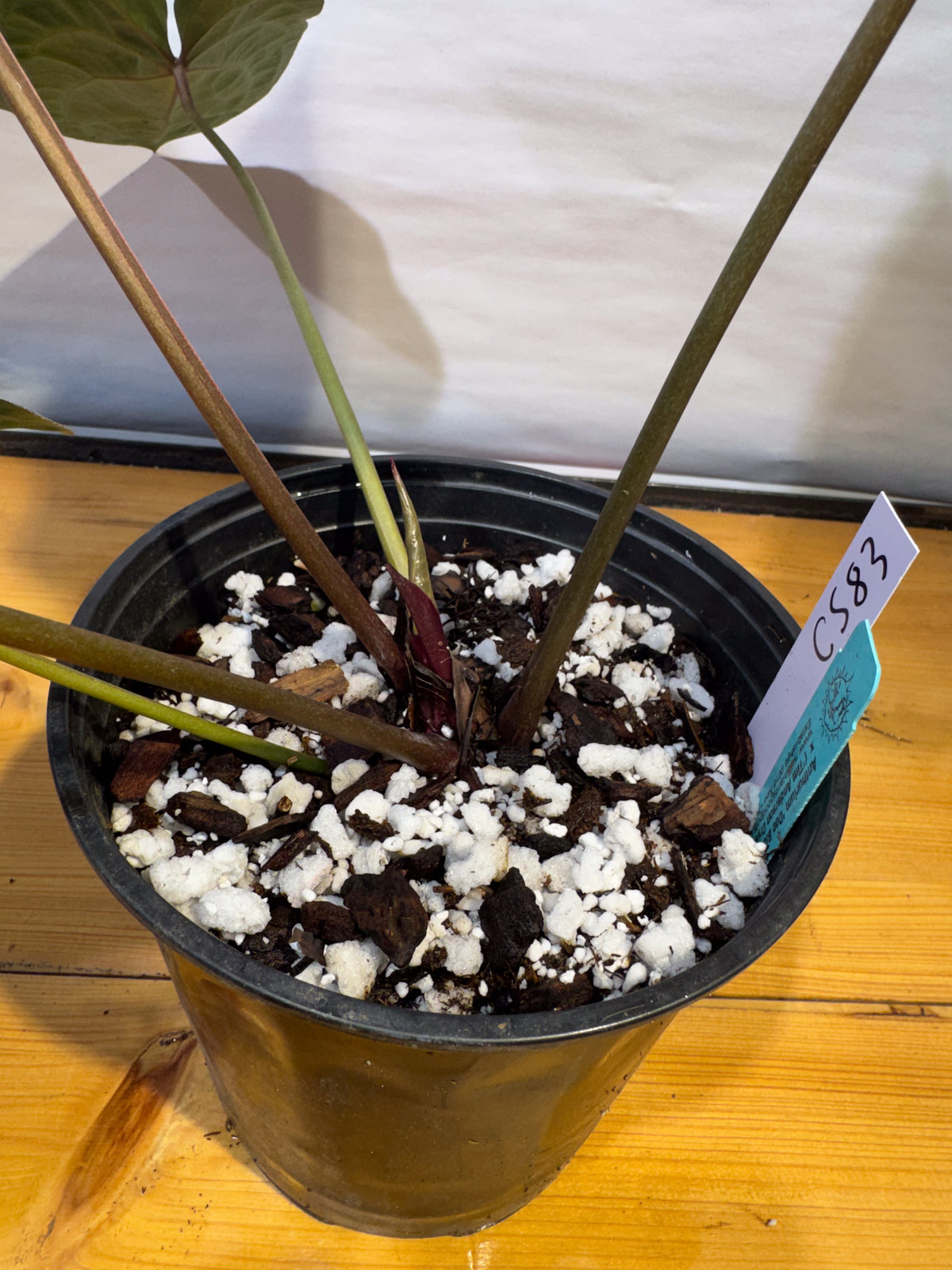 Anthurium 'Doc Block Red F2' x 'Tim Anderson Cry Black' (CS83)