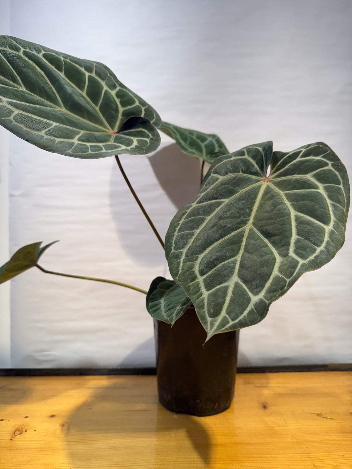 Anthurium 'Doc Block Red F2' x 'Tim Anderson Cry Black' (CS83)
