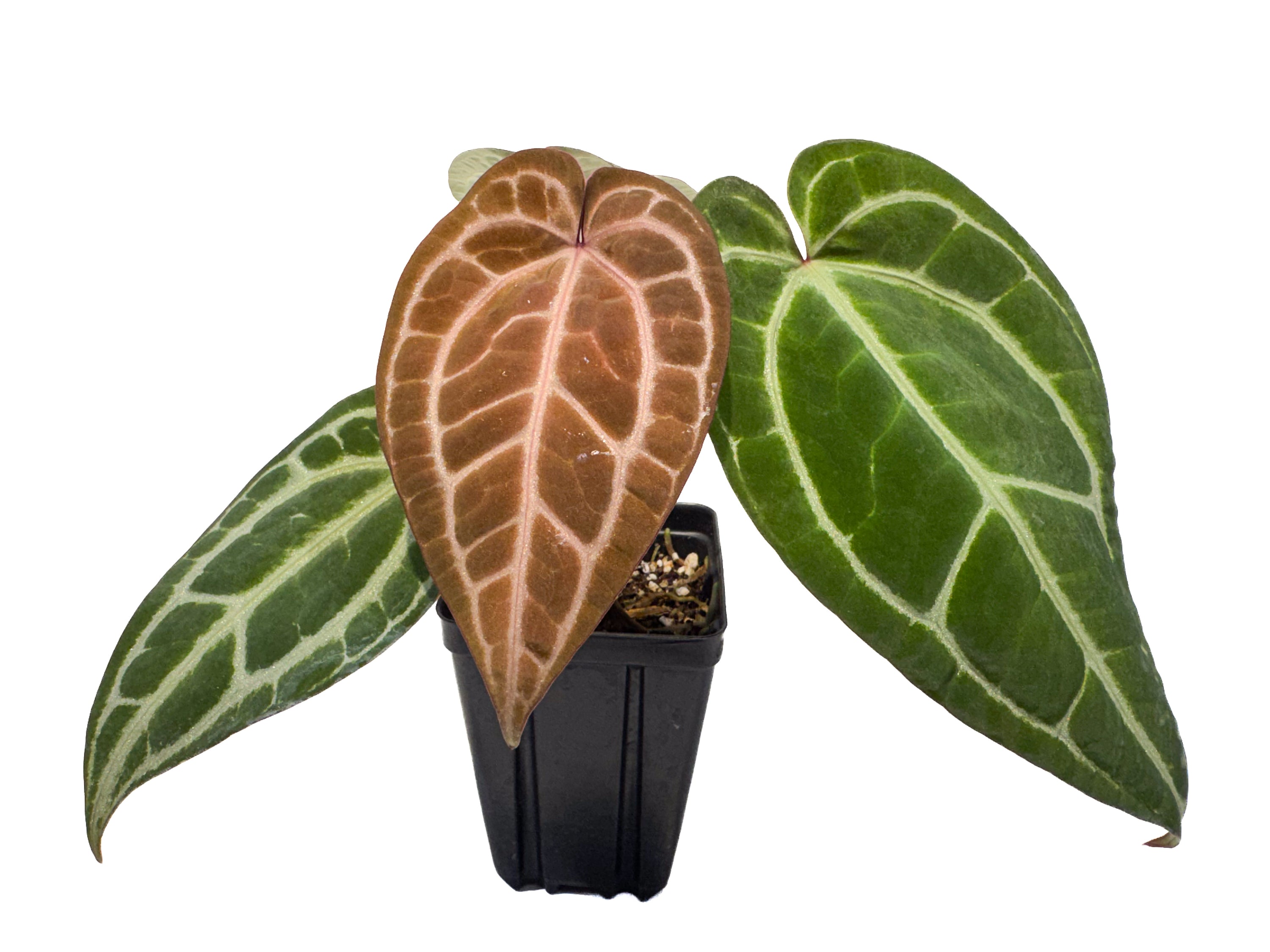 Anthurium ('Tim Anderson Crystal Mag' x 'Tim's Black') x 'Doc Block Purple F2' (CS84)