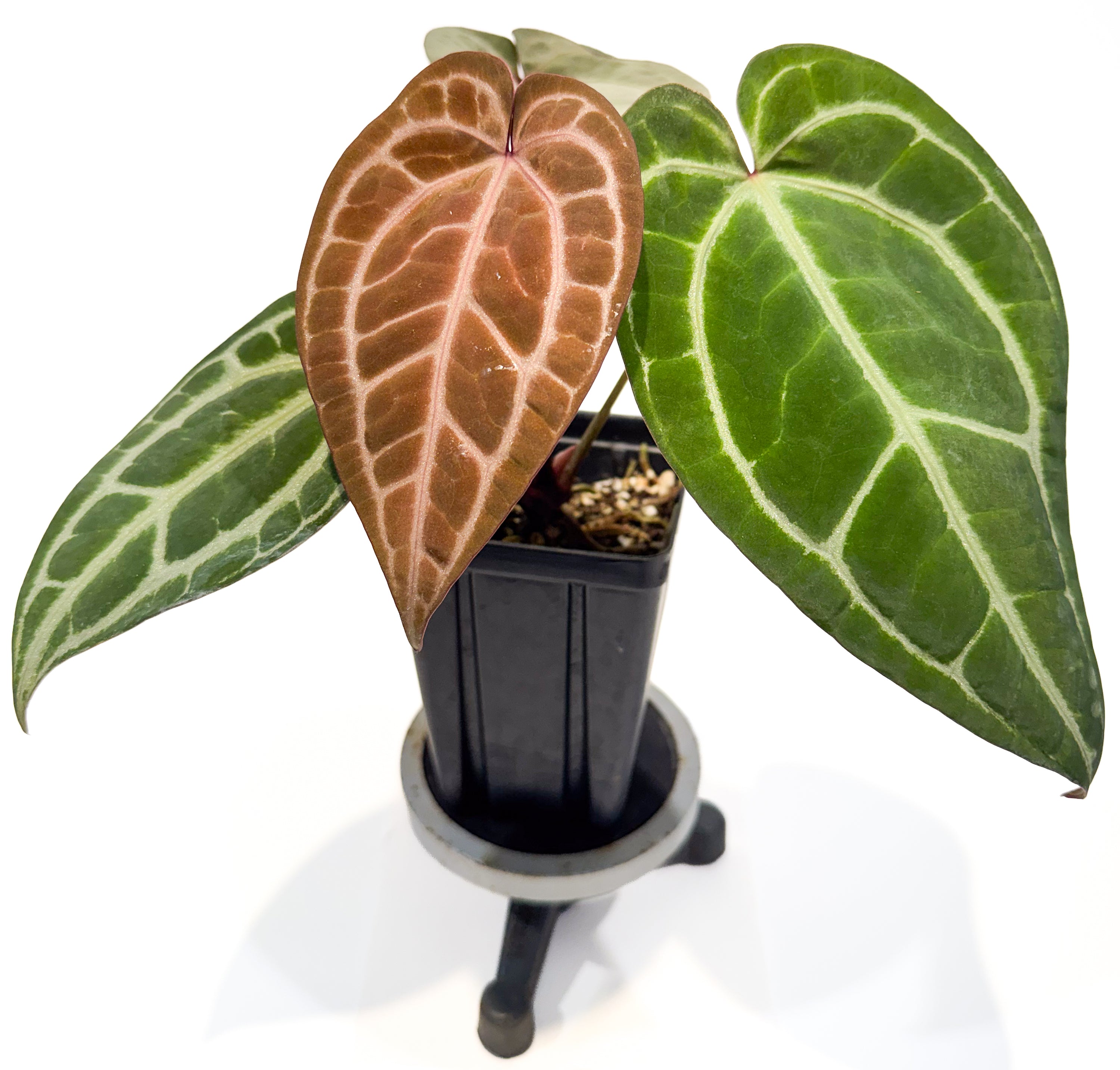 Anthurium ('Tim Anderson Crystal Mag' x 'Tim's Black') x 'Doc Block Purple F2' (CS84)