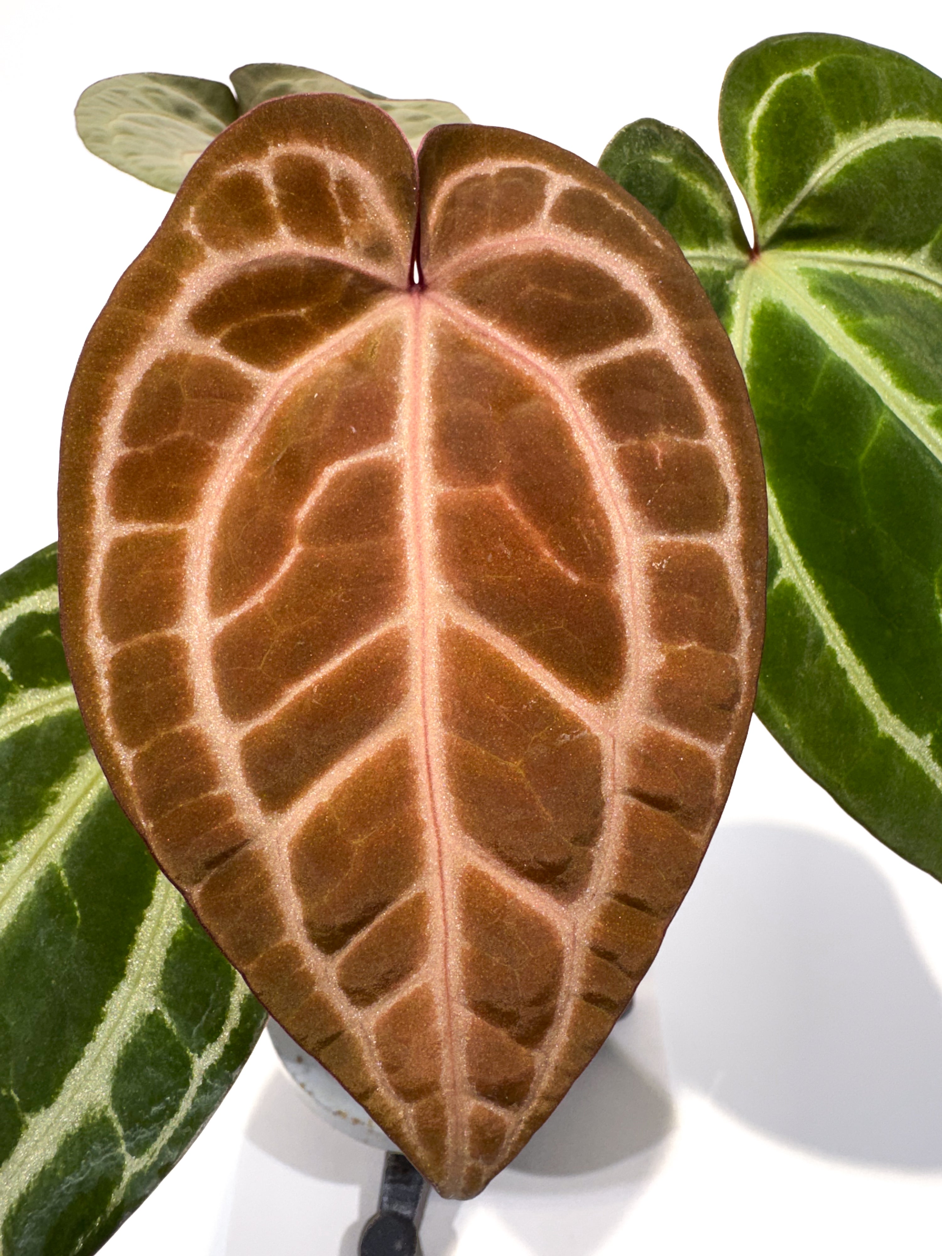 Anthurium ('Tim Anderson Crystal Mag' x 'Tim's Black') x 'Doc Block Purple F2' (CS84)