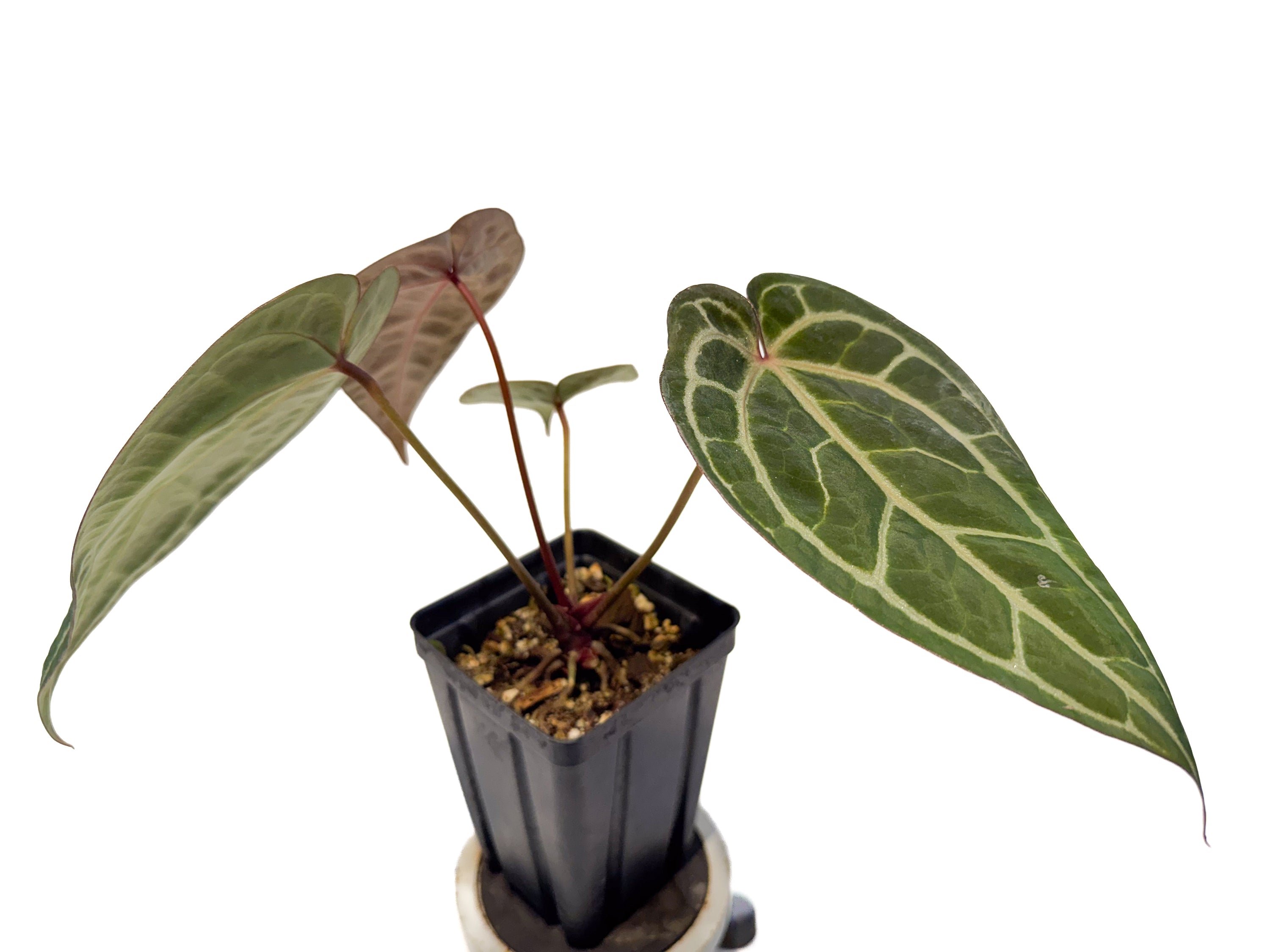 Anthurium ('Tim Anderson Crystal Mag' x 'Tim's Black') x 'Doc Block Purple F2' (CS84)
