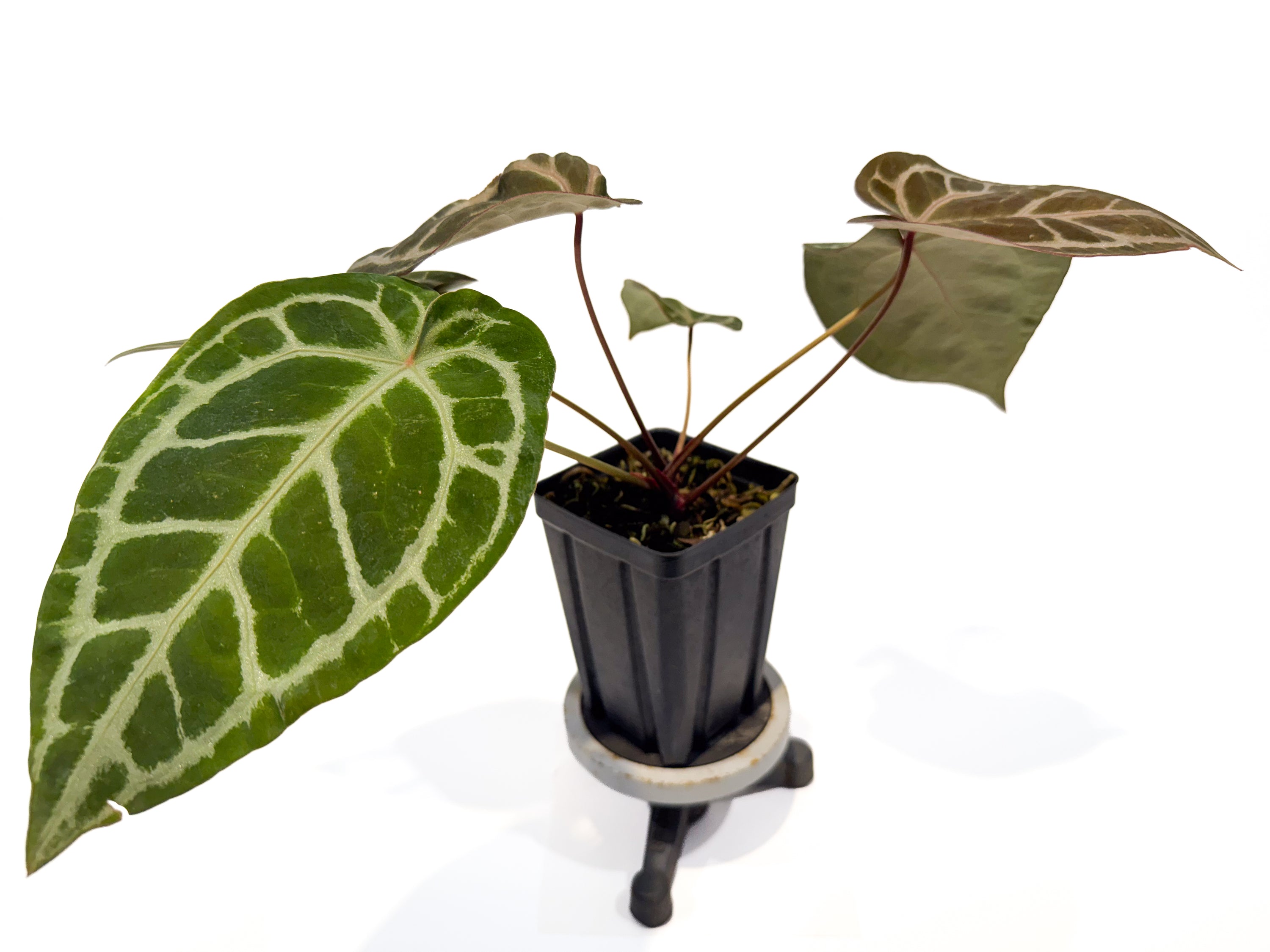 Anthurium 'SKG Grey' x 'Doc Block Purple F2' (CS85)