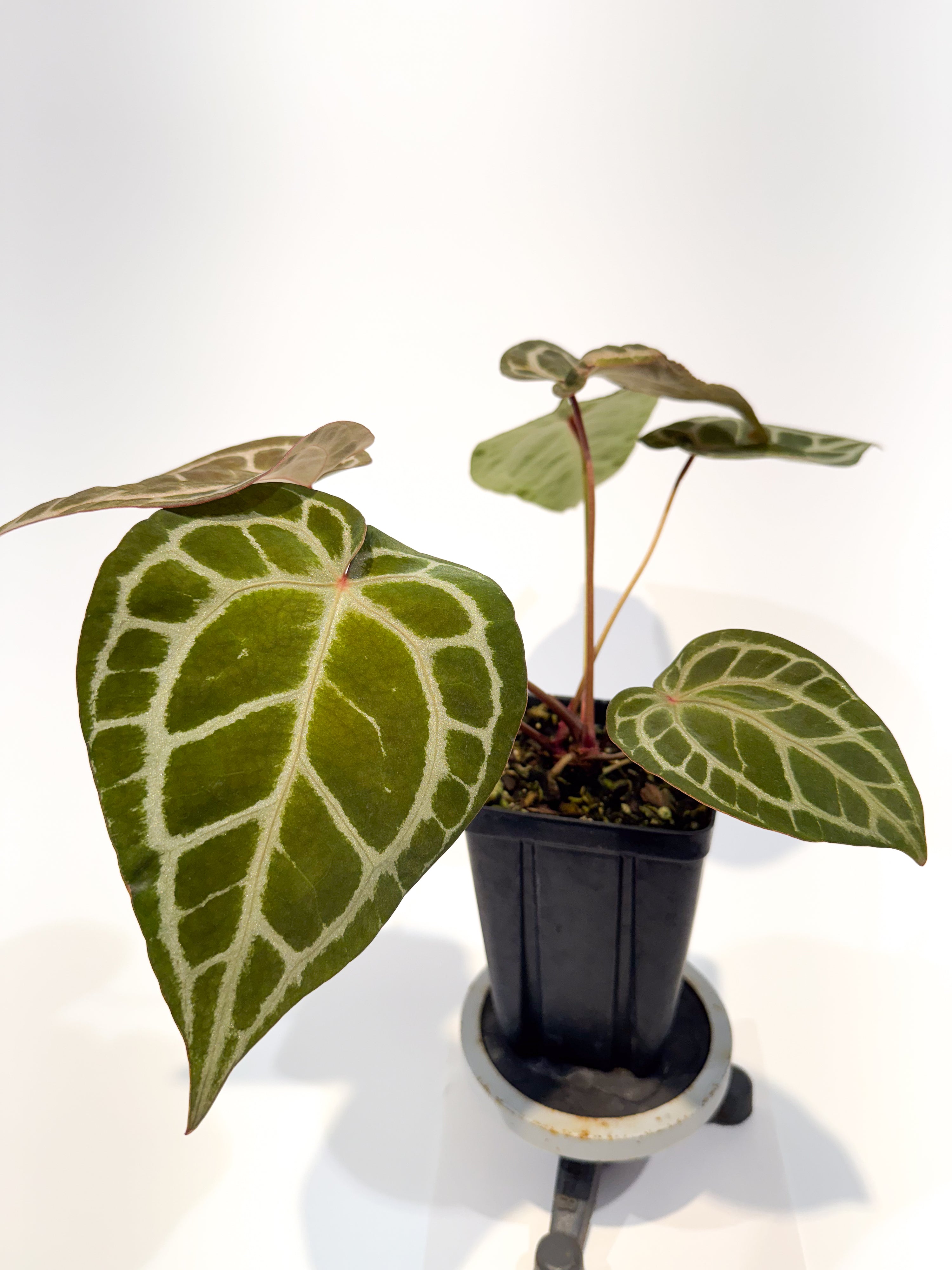 Anthurium 'SKG Grey' x 'Doc Block Purple F2' (CS85)