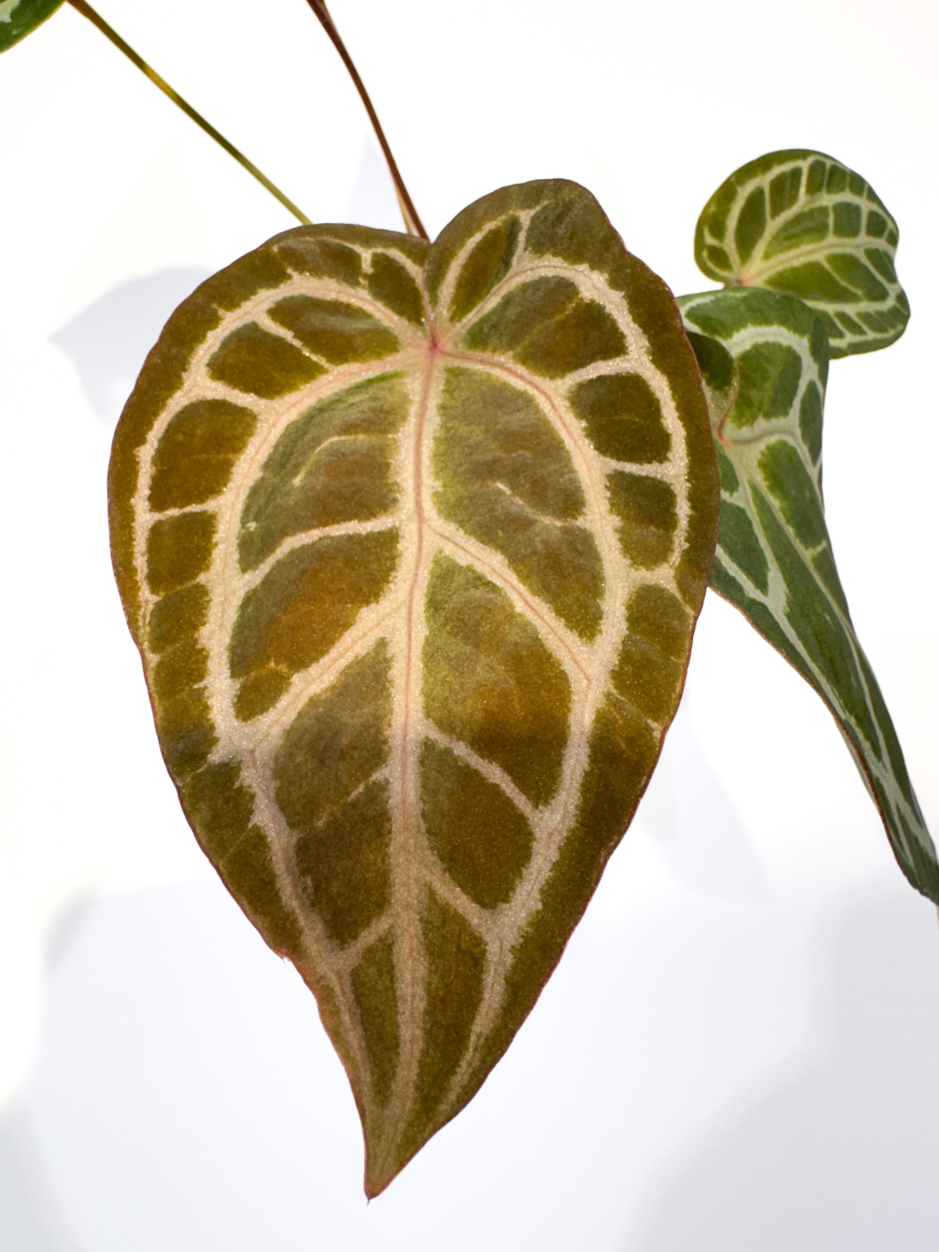Anthurium 'SKG Grey' x 'Doc Block Purple F2' (CS85)