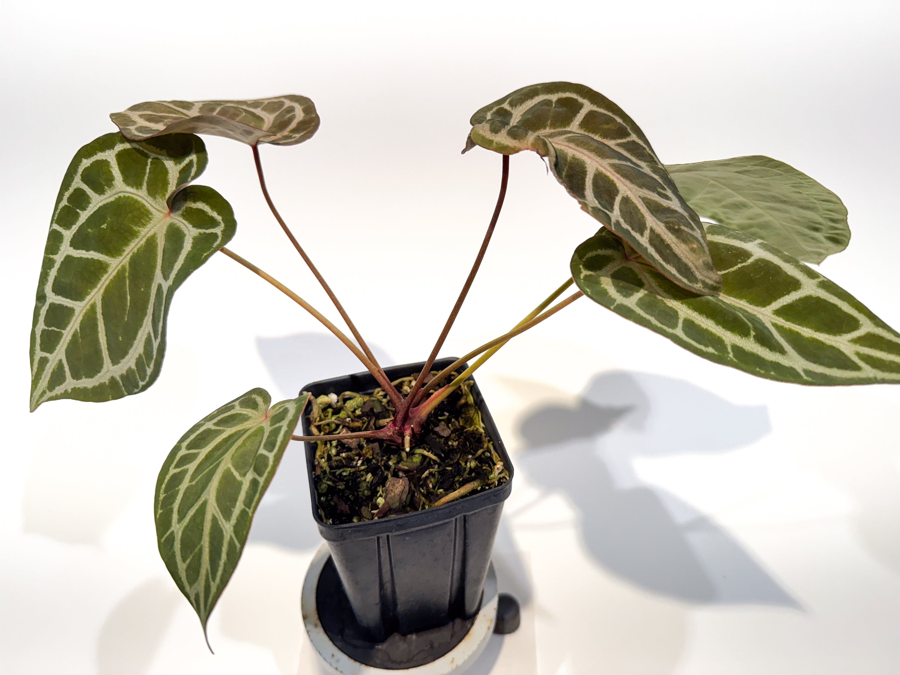 Anthurium 'SKG Grey' x 'Doc Block Purple F2' (CS85)