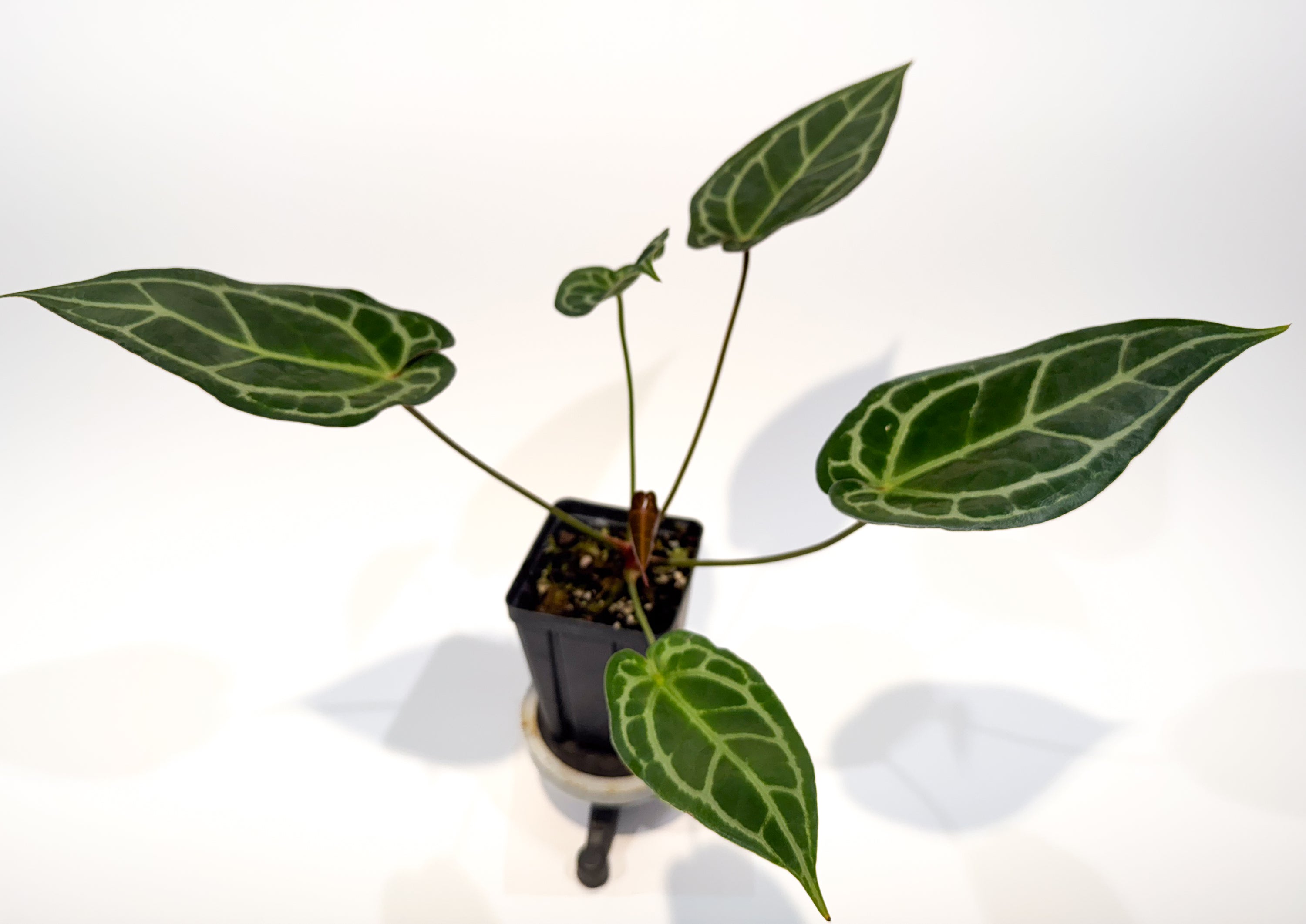 Anthurium 'Doc Block Red F2' x ('Tim Anderson Crystal Mag' / 'Tim's Black') (CS86)