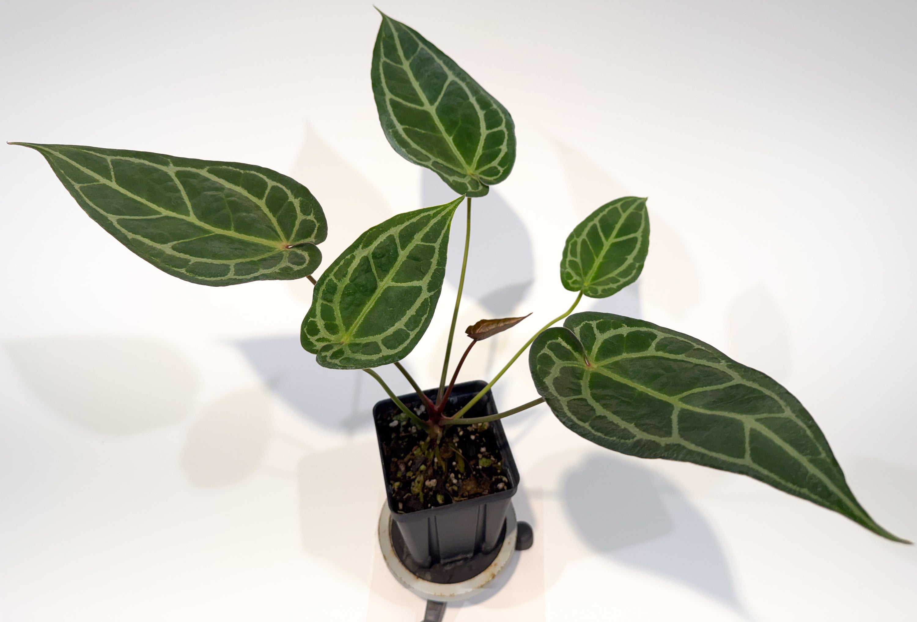 Anthurium 'Doc Block Red F2' x ('Tim Anderson Crystal Mag' / 'Tim's Black') (CS86)