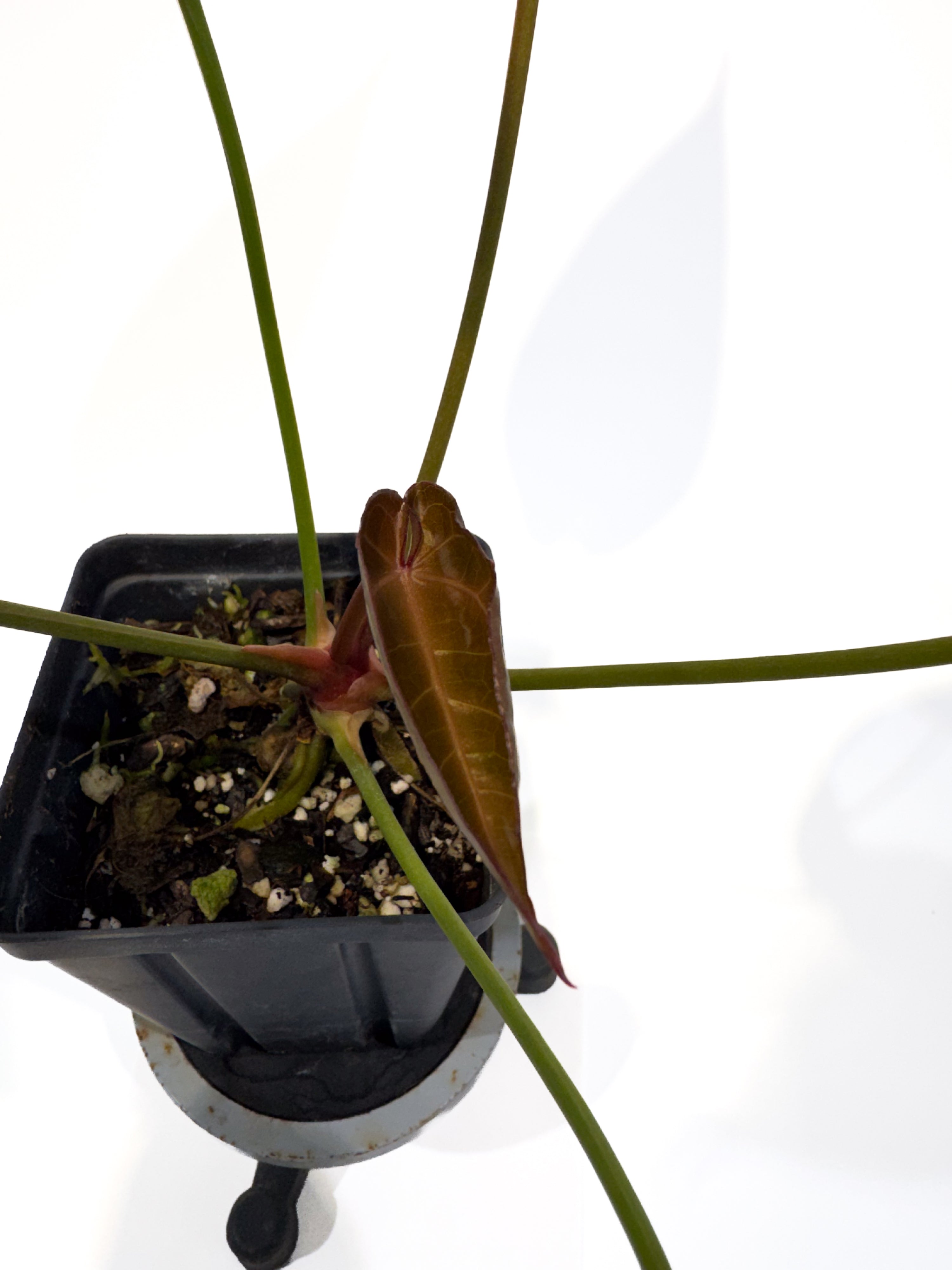 Anthurium 'Doc Block Red F2' x ('Tim Anderson Crystal Mag' / 'Tim's Black') (CS86)