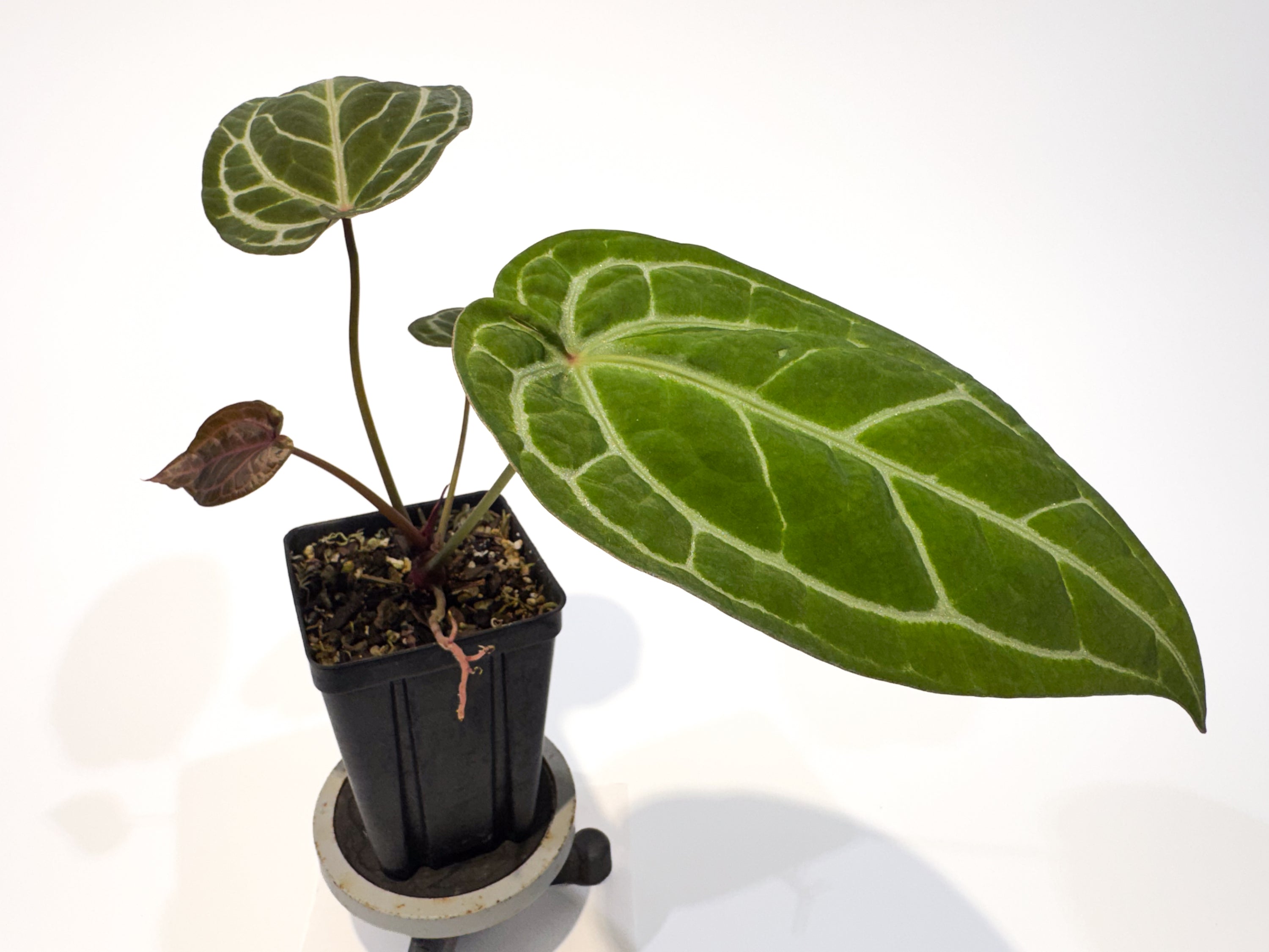Anthurium ('Tim Anderson Crystal Mag' / 'Tim's Black') x 'Doc Block Purple F2' (CS87)