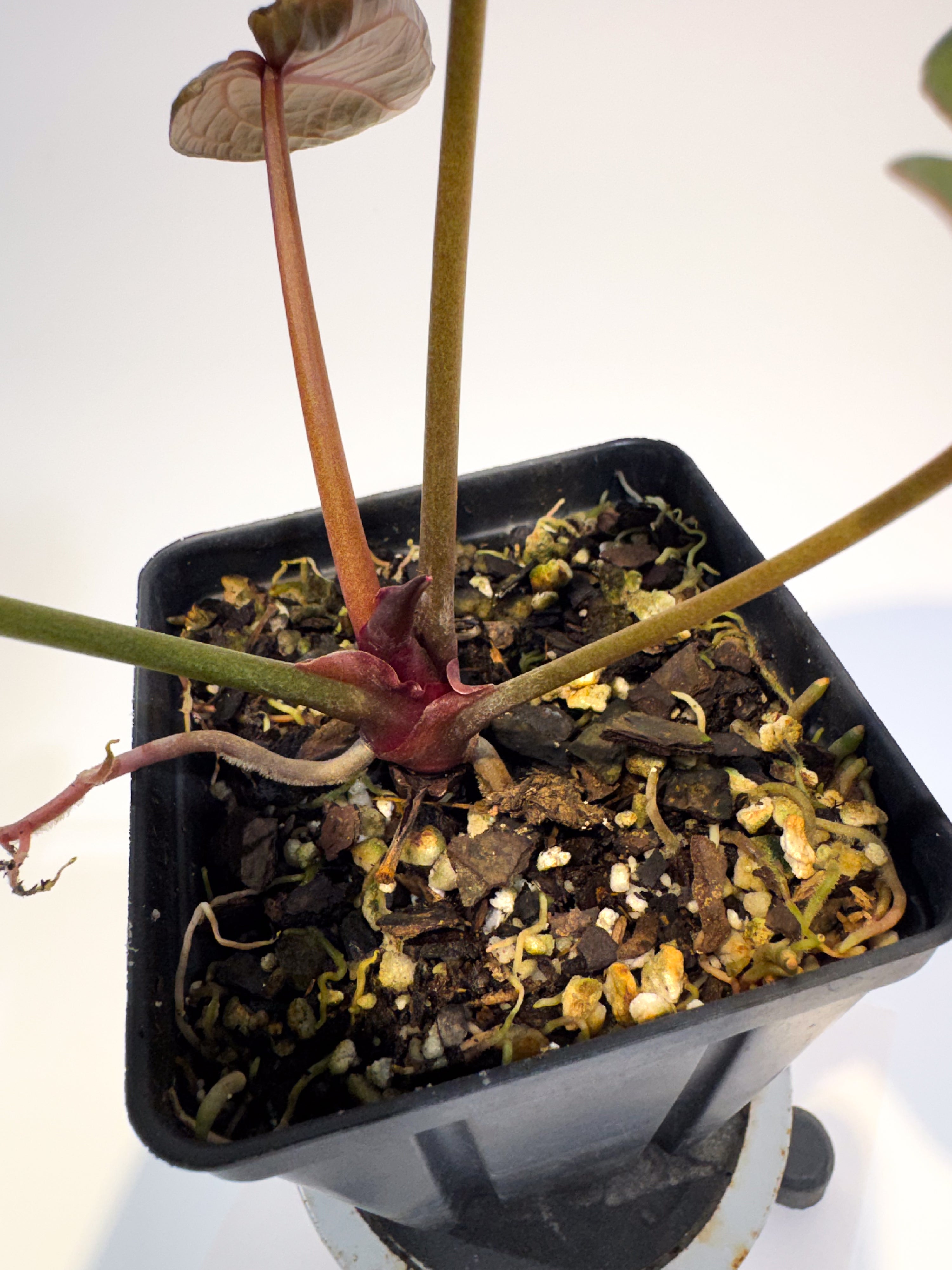 Anthurium ('Tim Anderson Crystal Mag' / 'Tim's Black') x 'Doc Block Purple F2' (CS87)
