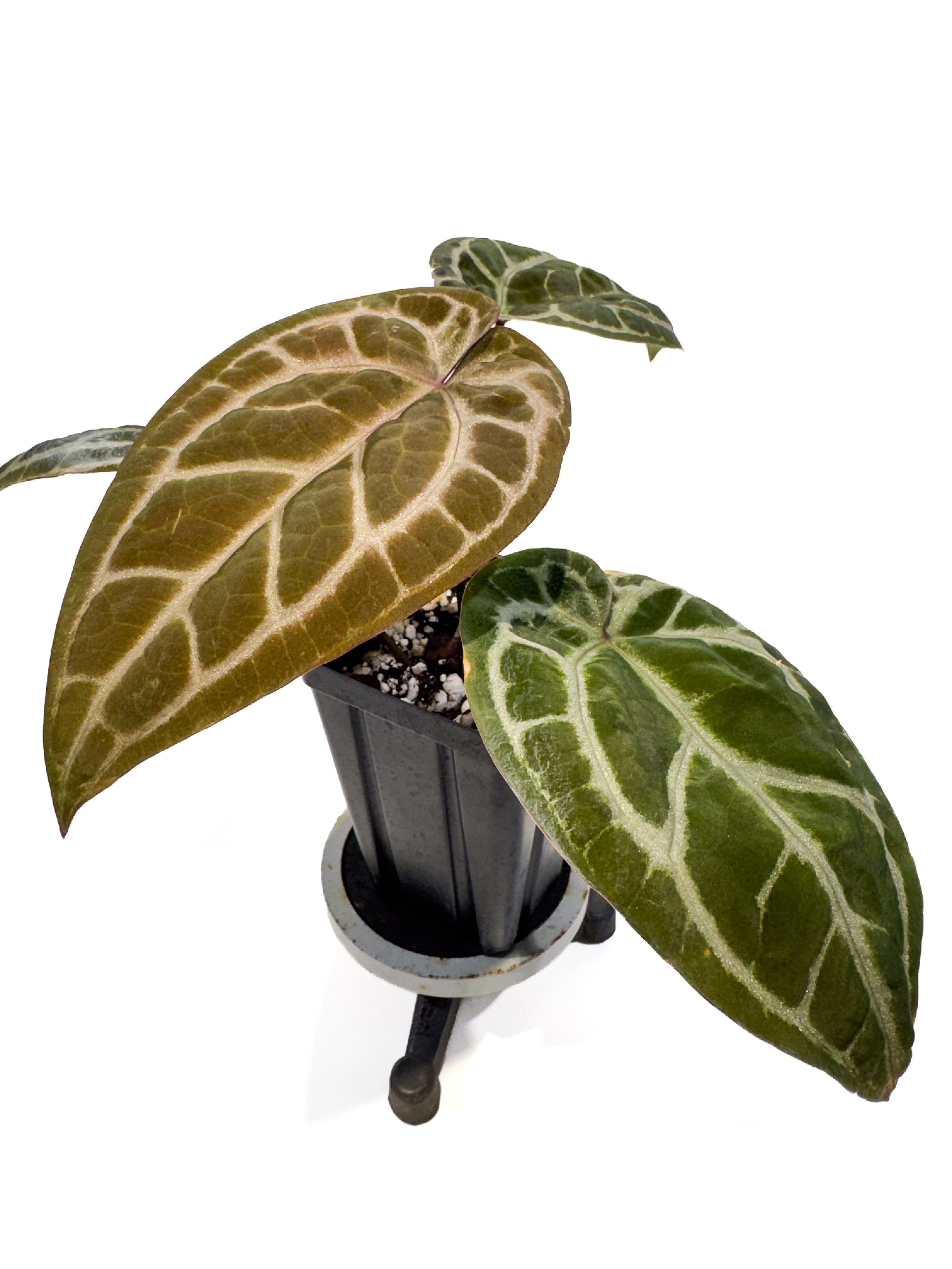 Anthurium 'Swampmannii Purple' x 'Doc Block Purple' (CS88)