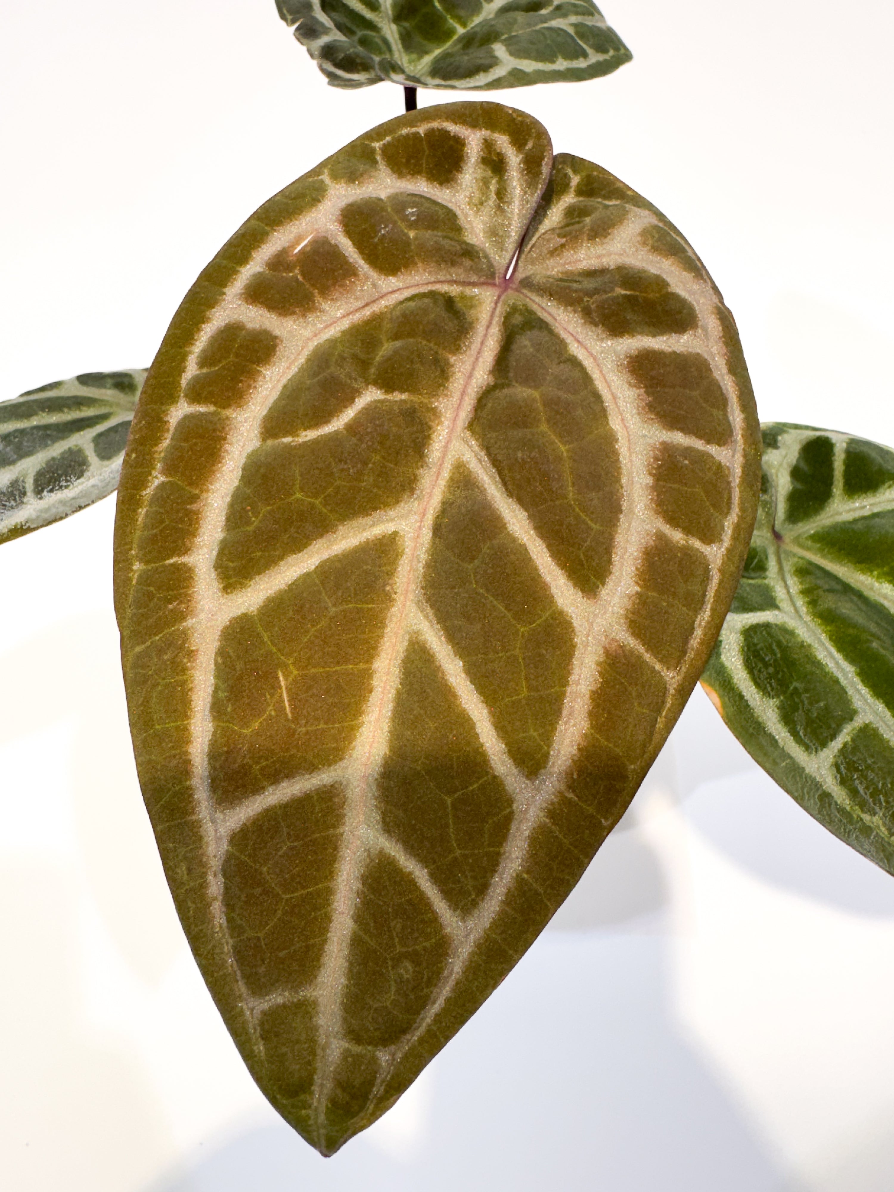 Anthurium 'Swampmannii Purple' x 'Doc Block Purple' (CS88)