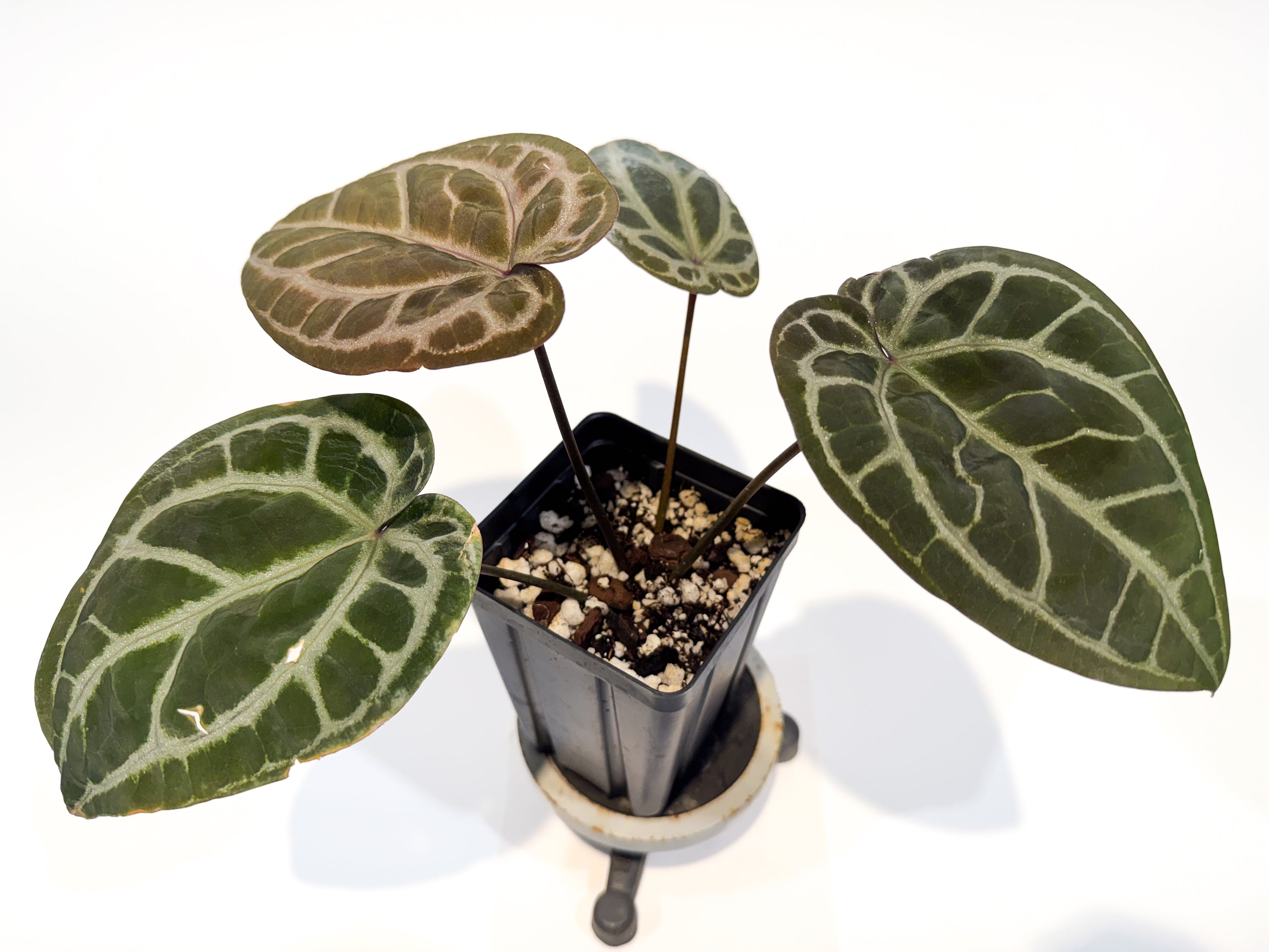 Anthurium 'Swampmannii Purple' x 'Doc Block Purple' (CS88)