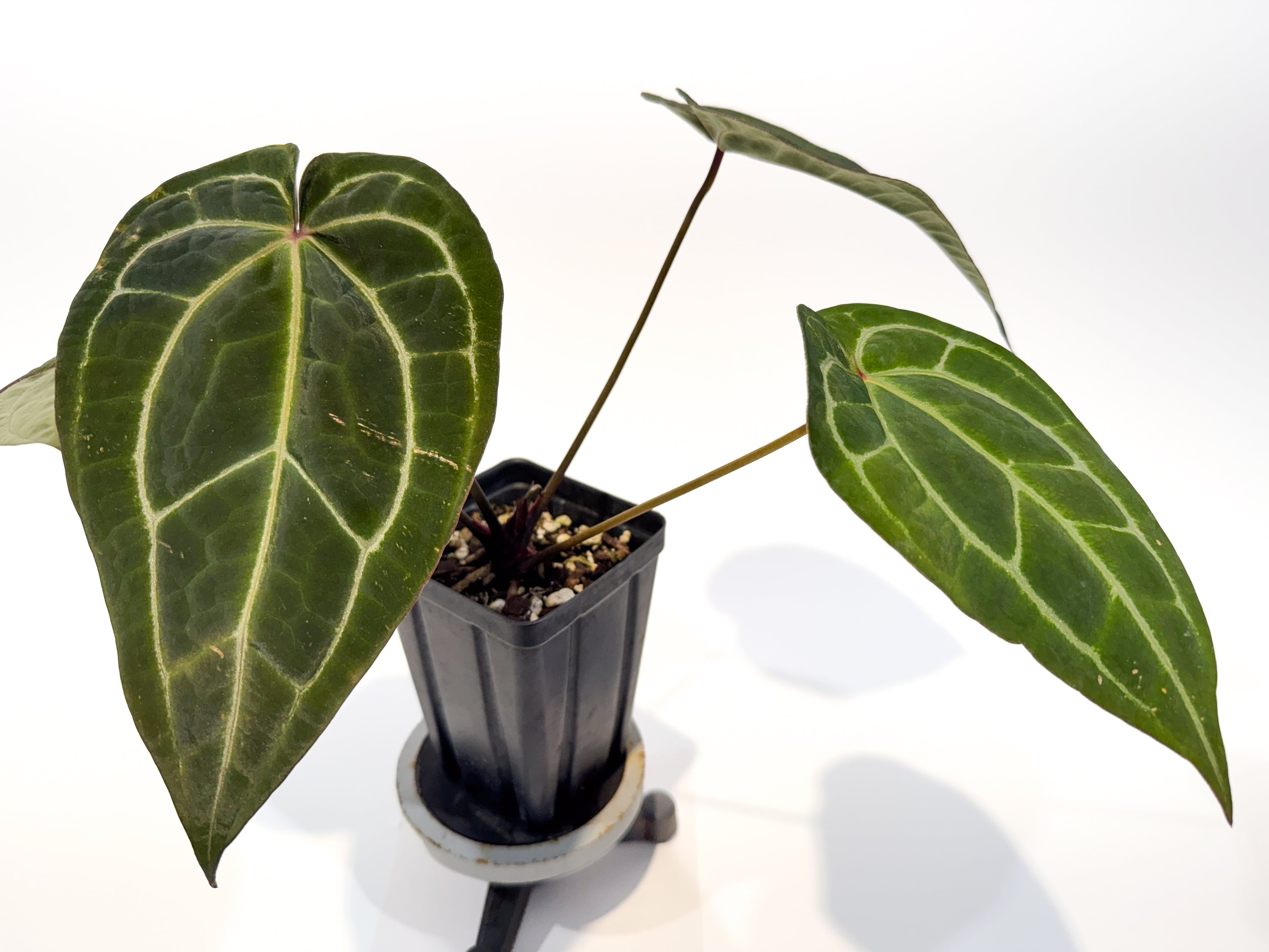 Anthurium 'Tim Anderson Stripey Mag Pap' x 'Doc Block Purple F2' (CS89)