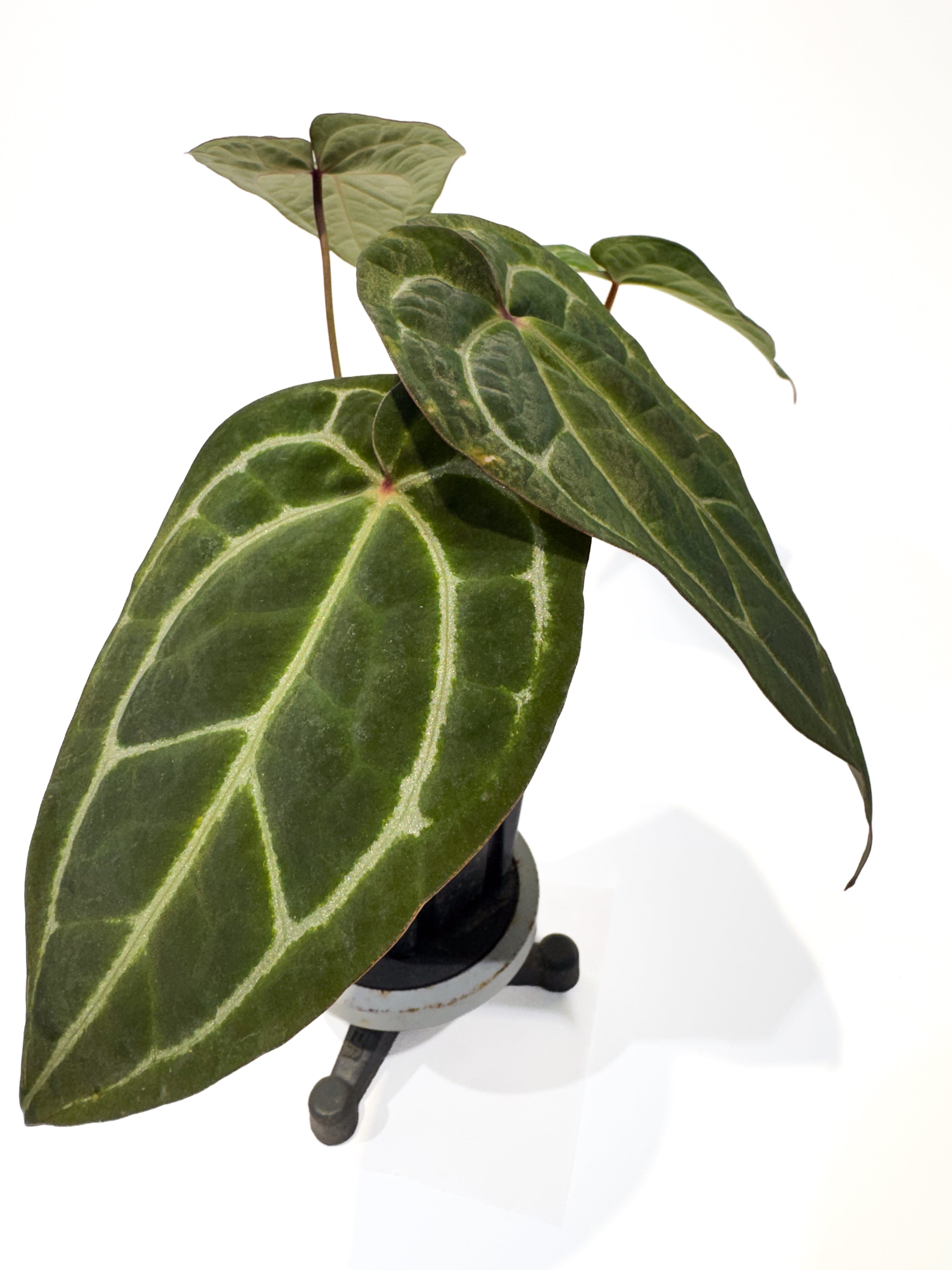 Anthurium 'Tim Anderson Stripey Mag Pap' x 'Doc Block Purple F2' (CS89)