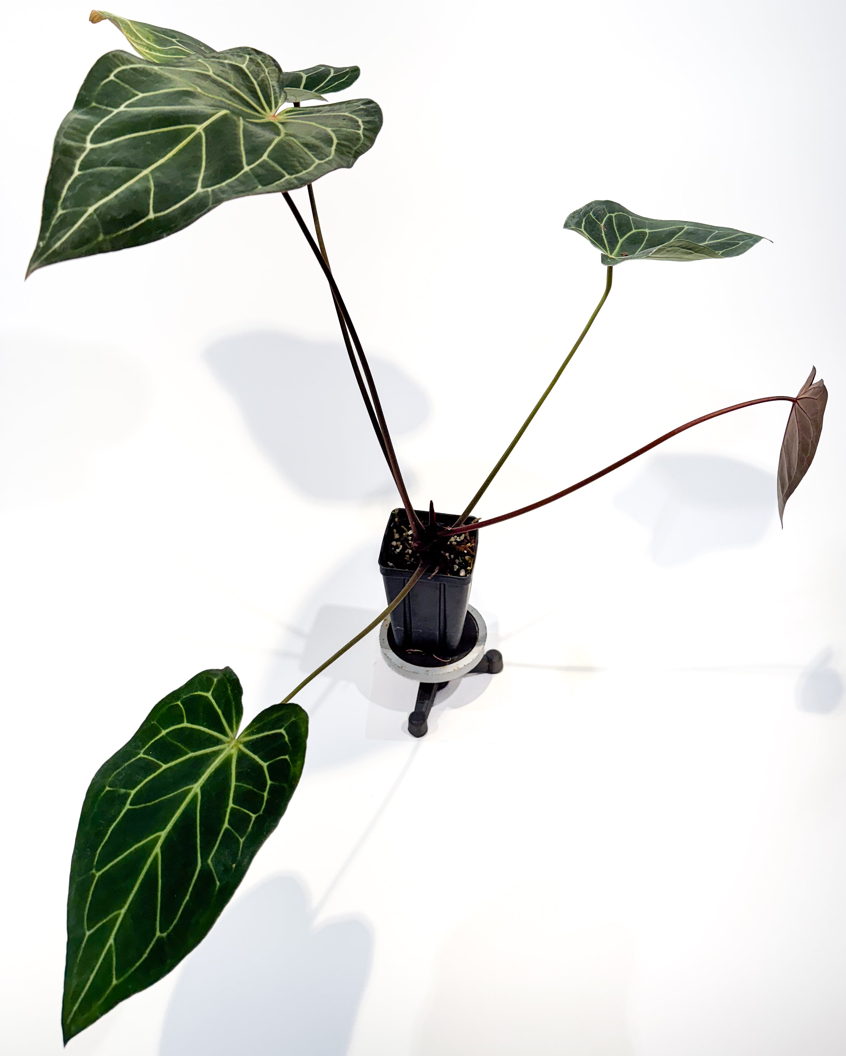 Anthurium 'Tim Anderson Stripey Mag Pap' x 'Doc Block Purple F2' (CS90)