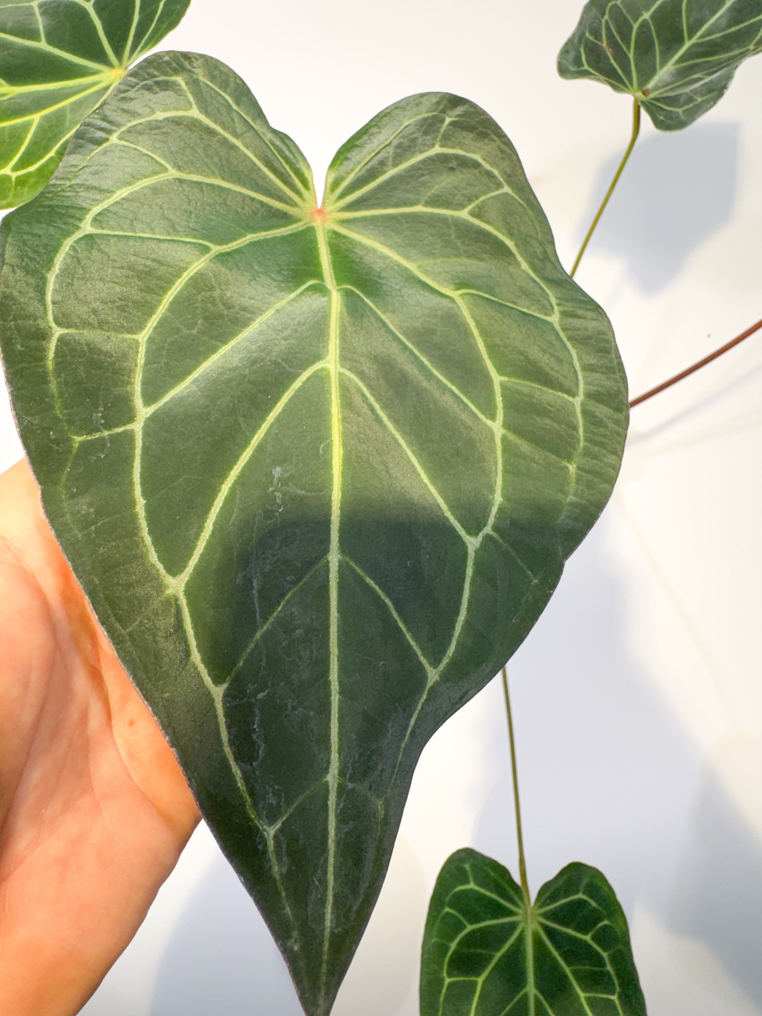 Anthurium 'Tim Anderson Stripey Mag Pap' x 'Doc Block Purple F2' (CS90)