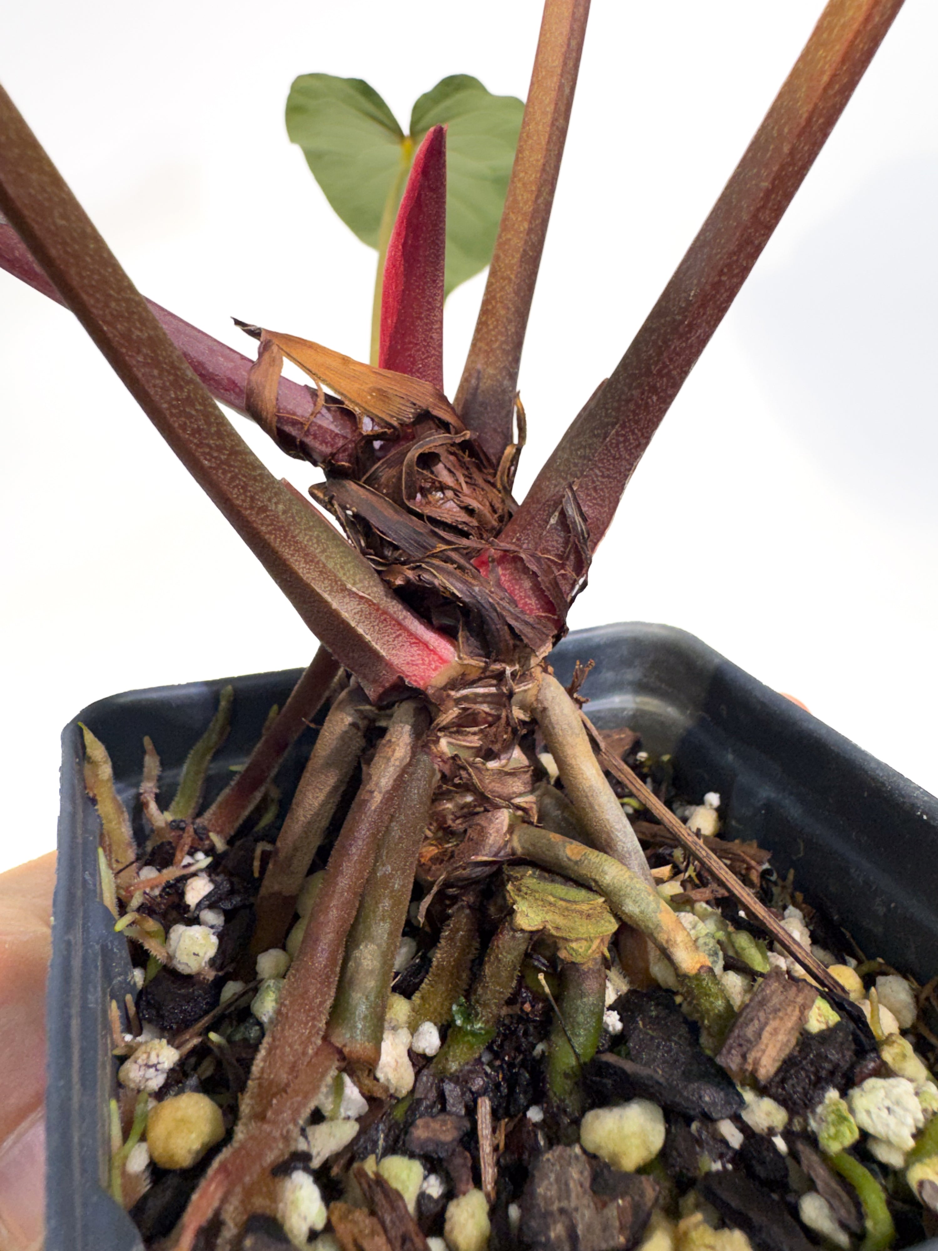 Anthurium 'Tim Anderson Stripey Mag Pap' x 'Doc Block Purple F2' (CS90)