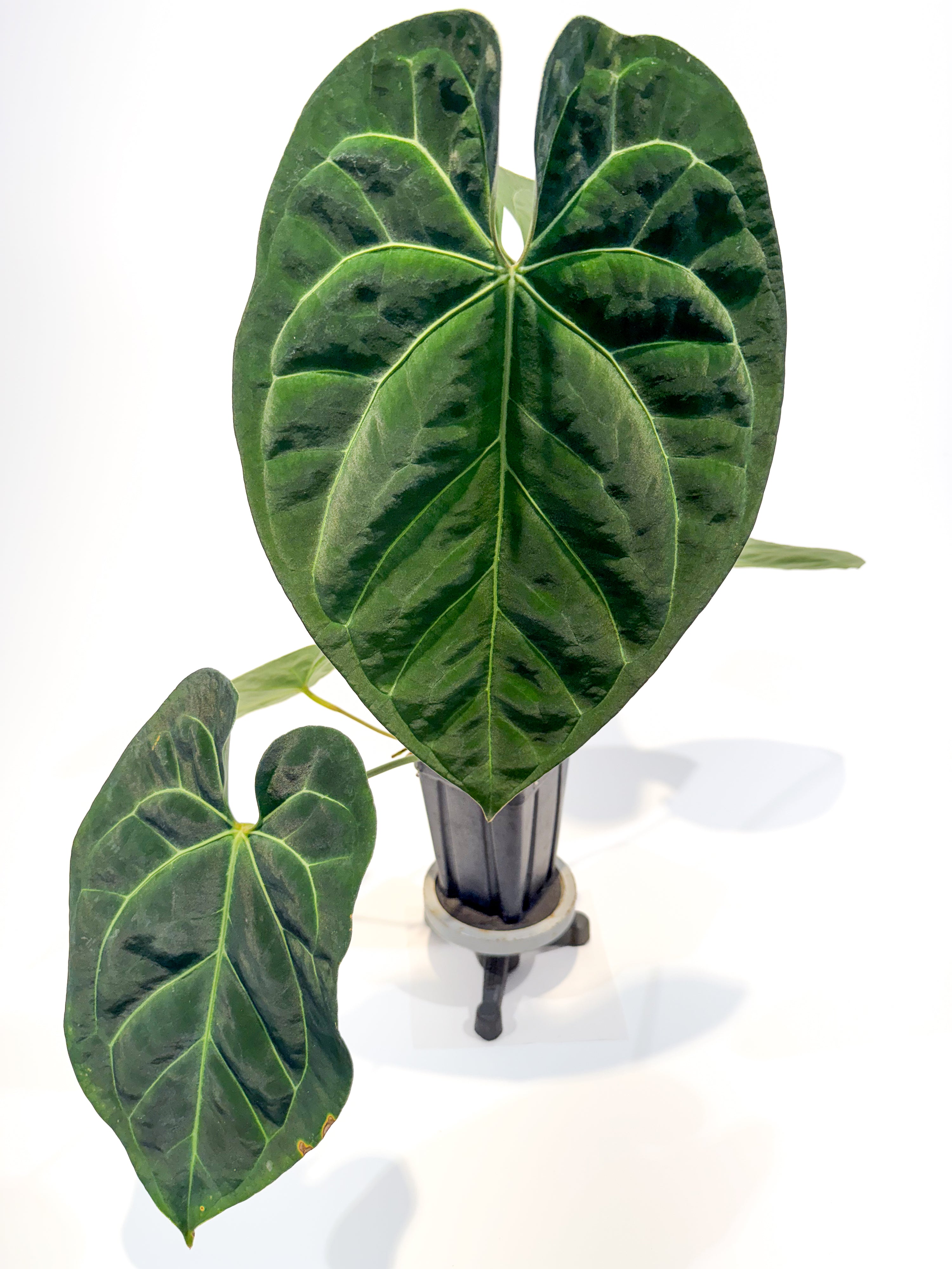 Anthurium 'Ree Pap' x besseae aff. (CS91)