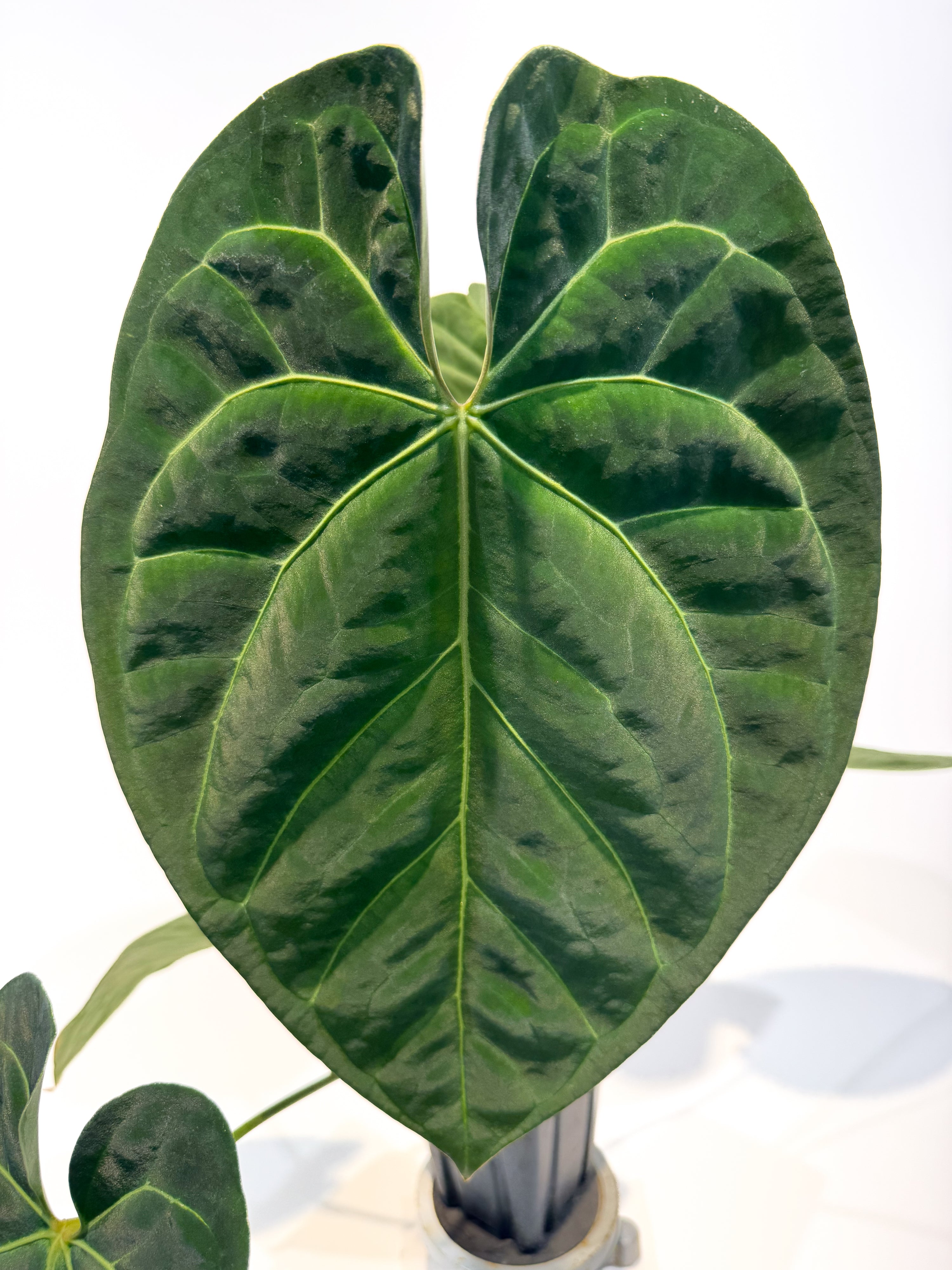 Anthurium 'Ree Pap' x besseae aff. (CS91)