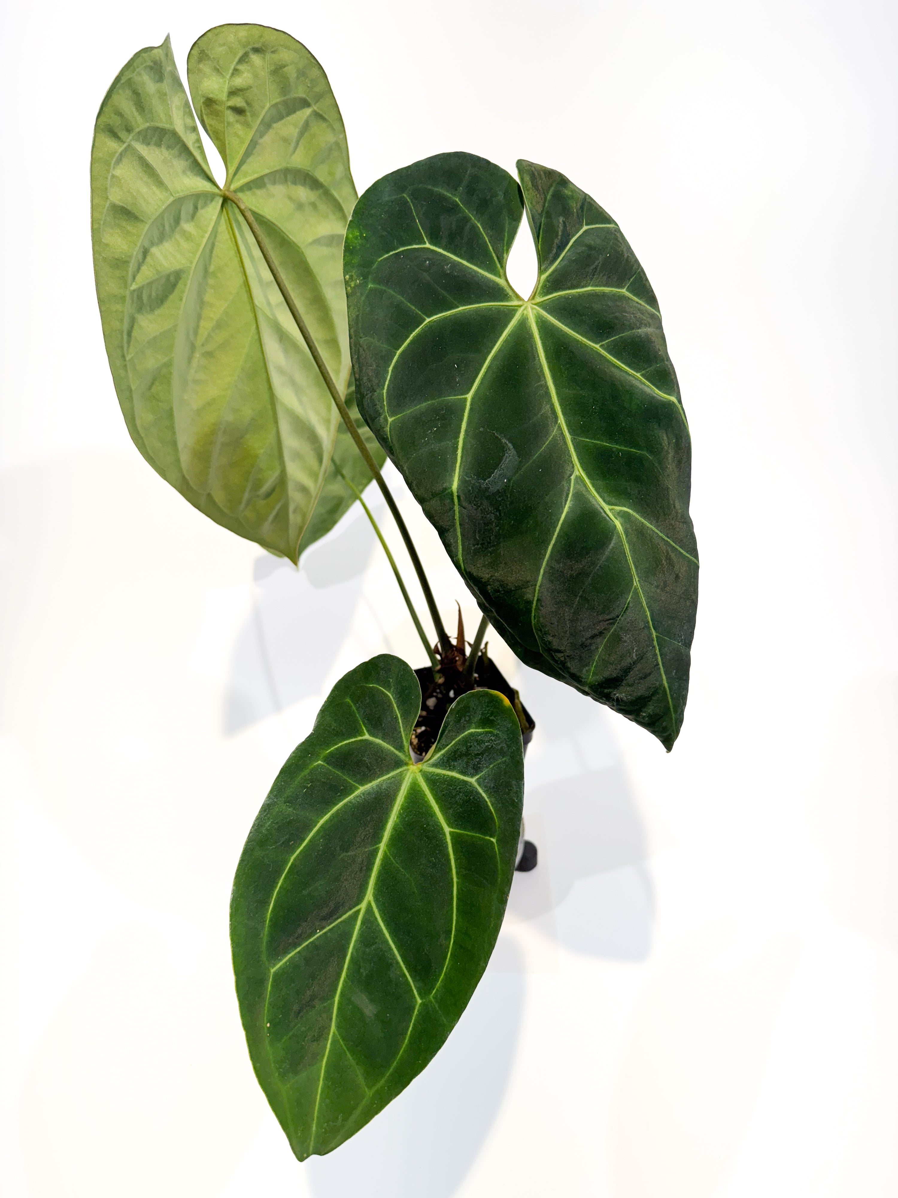 Anthurium 'Ree Pap' x besseae aff. (CS91)