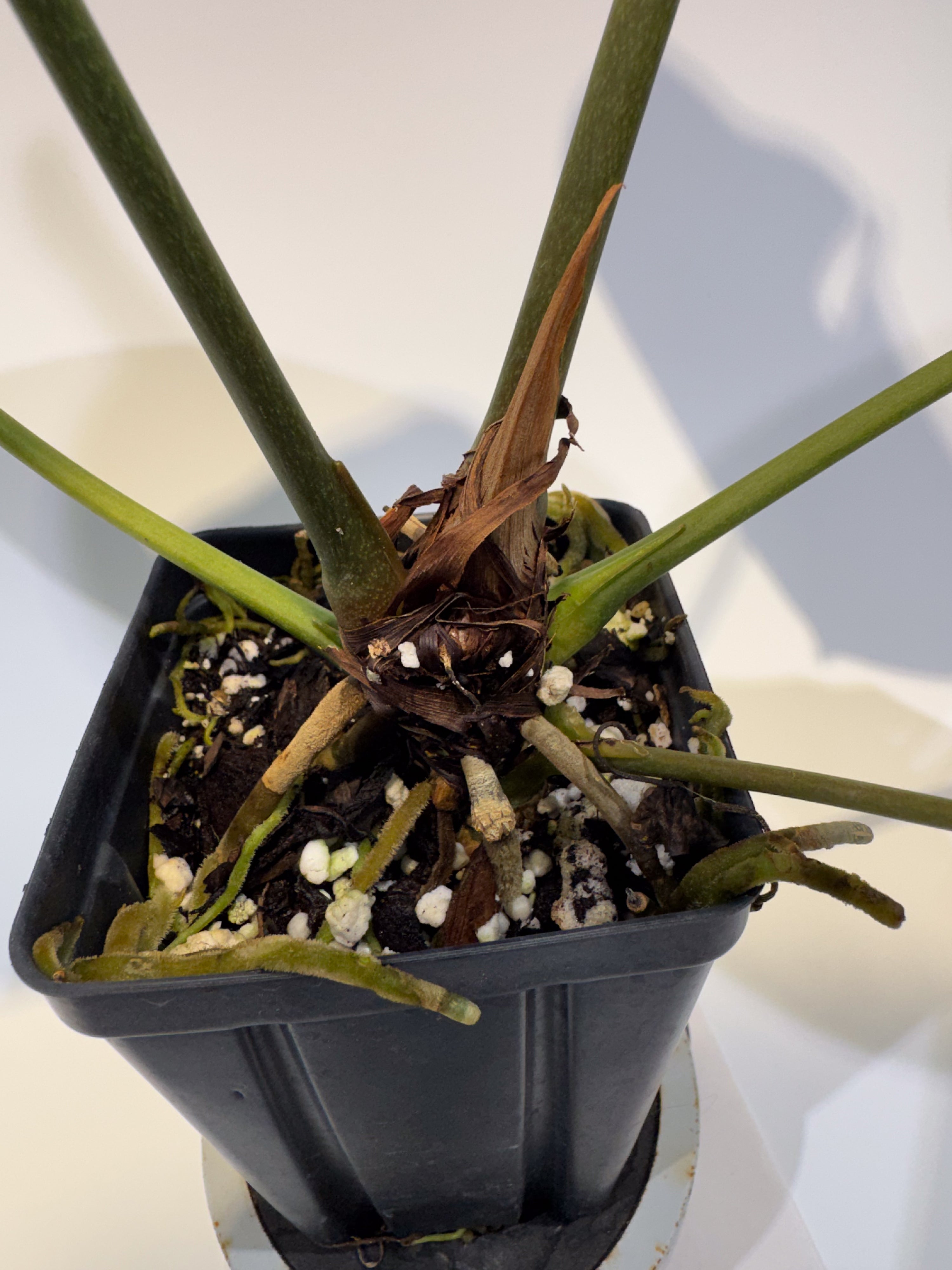 Anthurium 'Ree Pap' x besseae aff. (CS91)