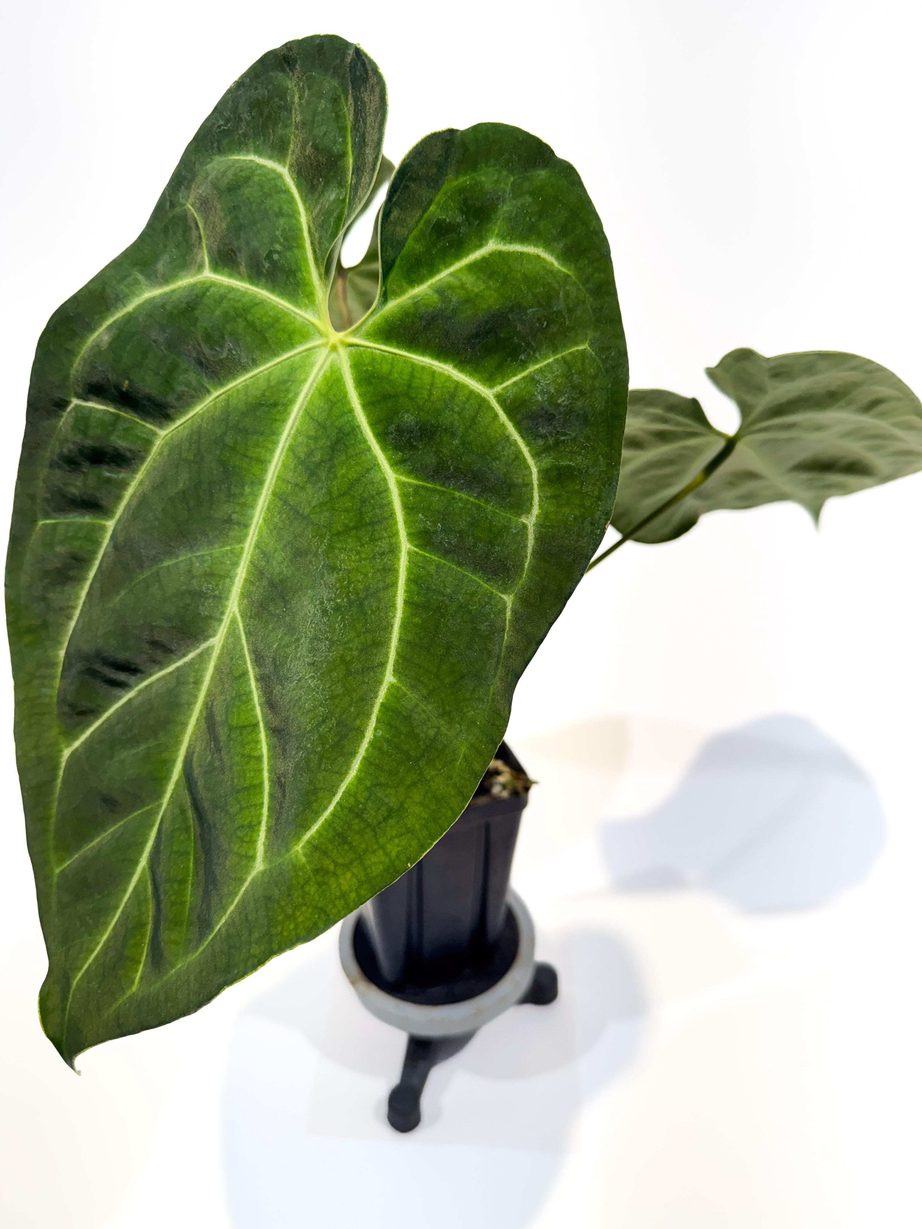 Anthurium Papillilaminum 'Ree Gardens' x Besseae AFF' (CS92)