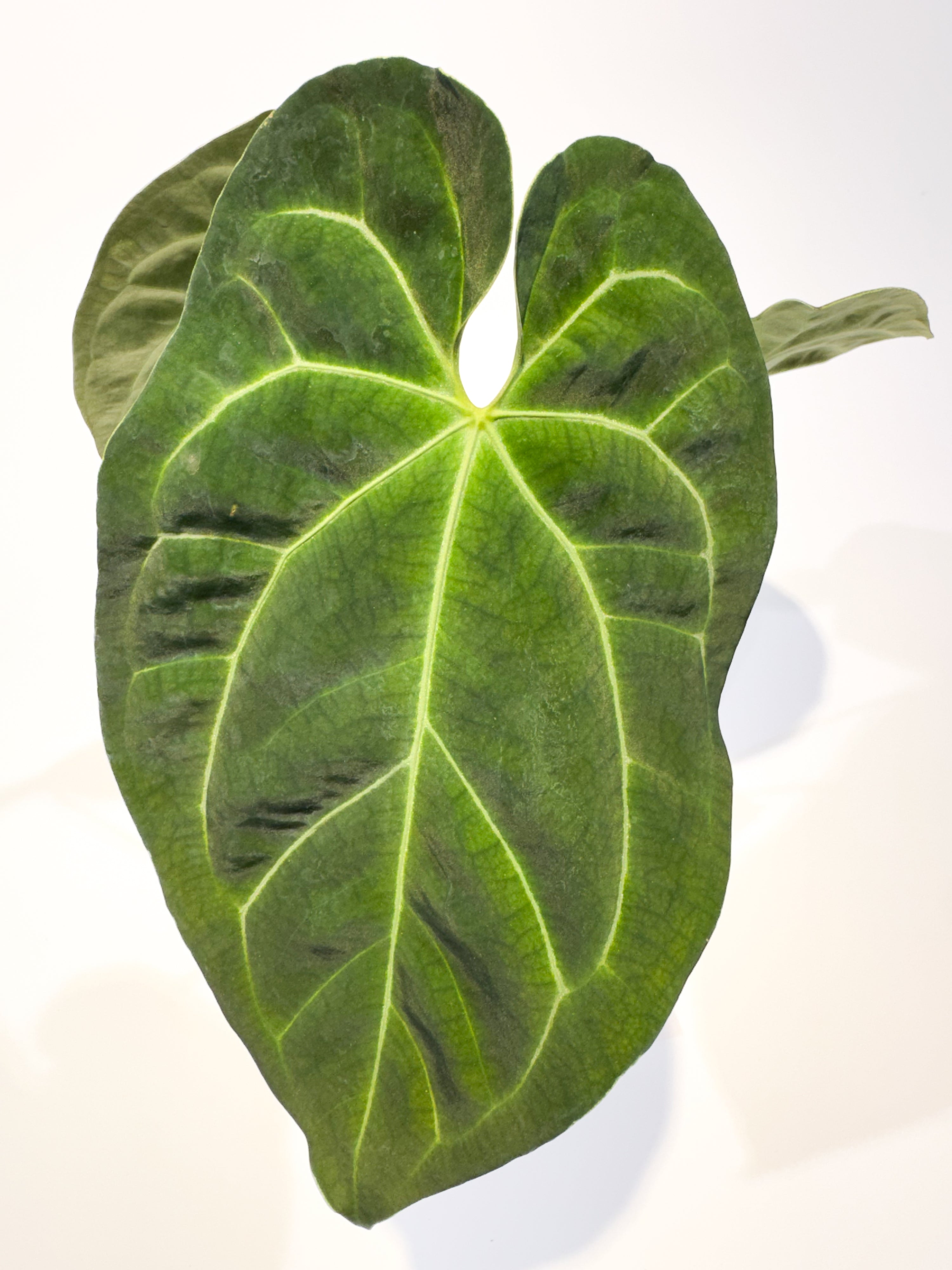 Anthurium Papillilaminum 'Ree Gardens' x Besseae AFF' (CS92)